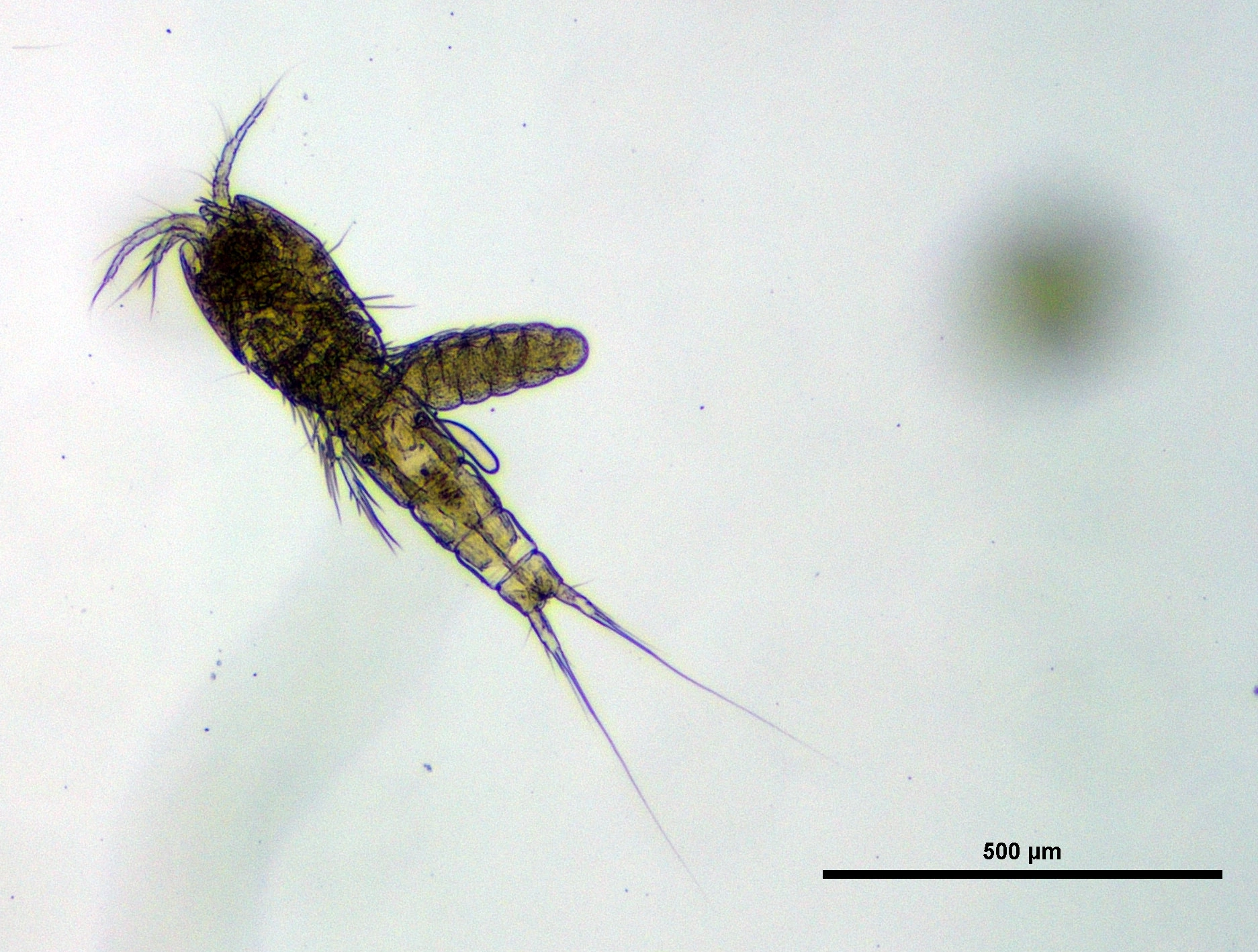 Hoppekreps: Elaphoidella gracilis.