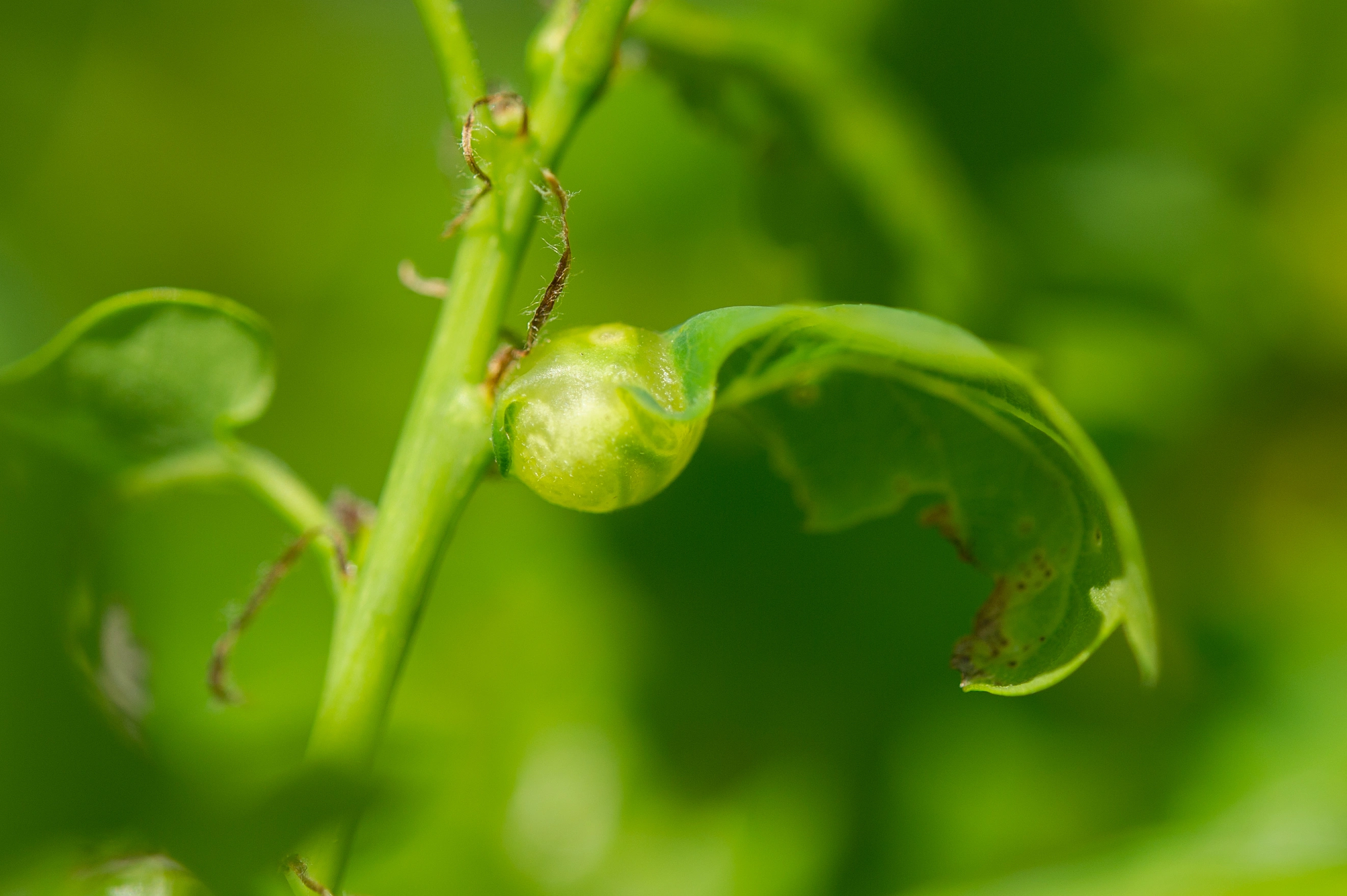 Stilkvepser: Andricus curvator.