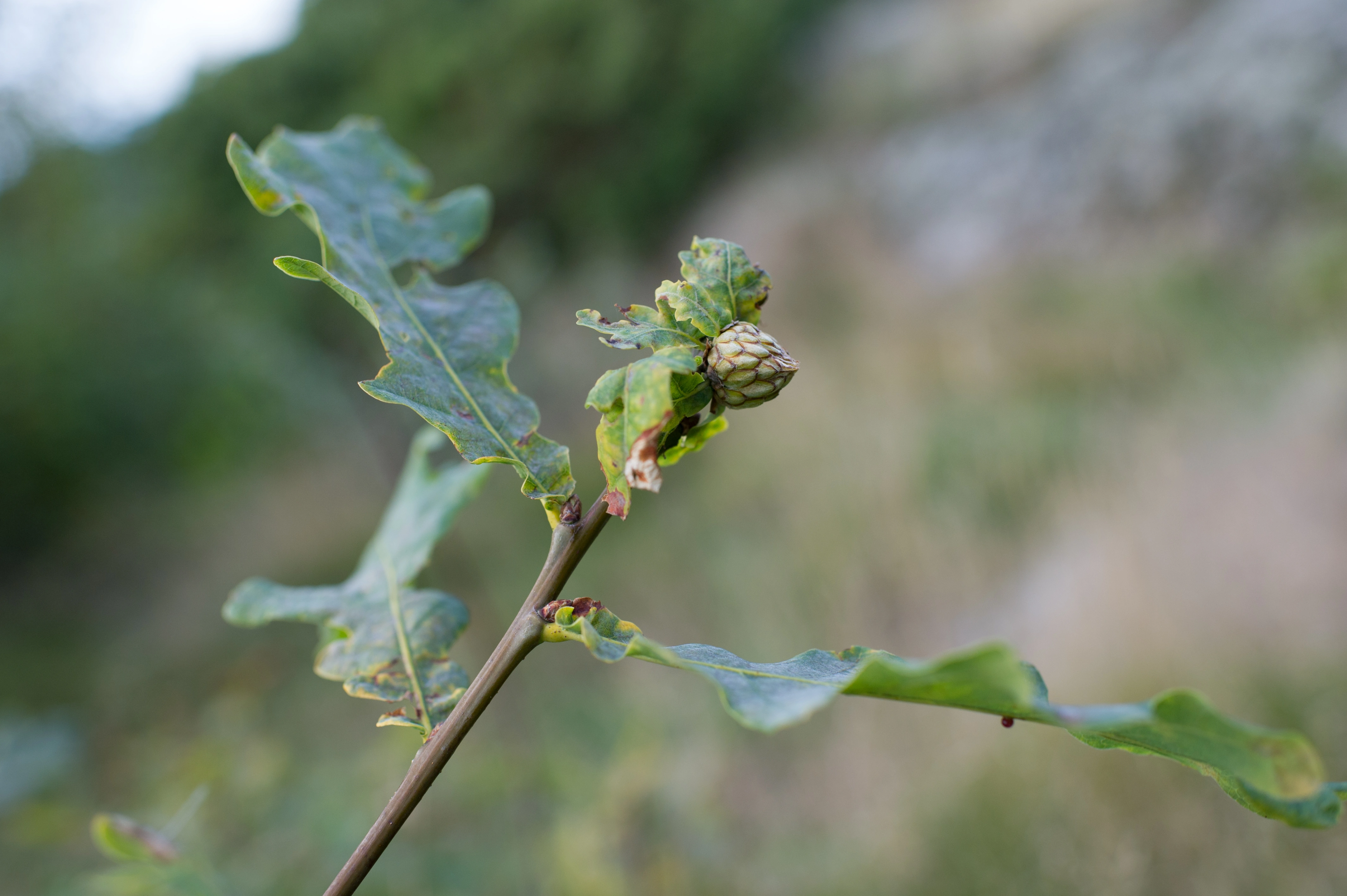 Stilkvepser: Andricus foecundatrix.