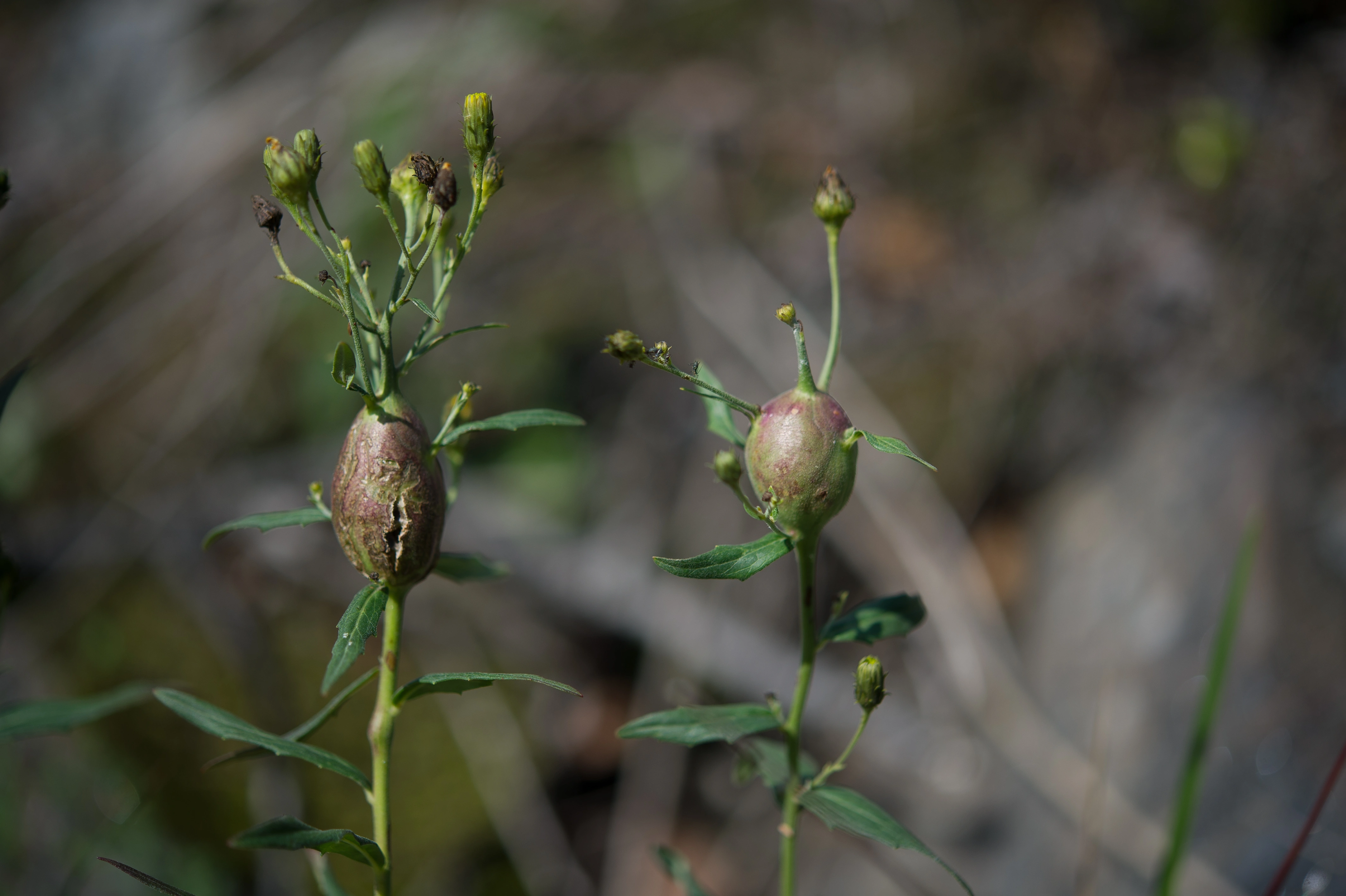 Stilkvepser: Aulacidea hieracii.