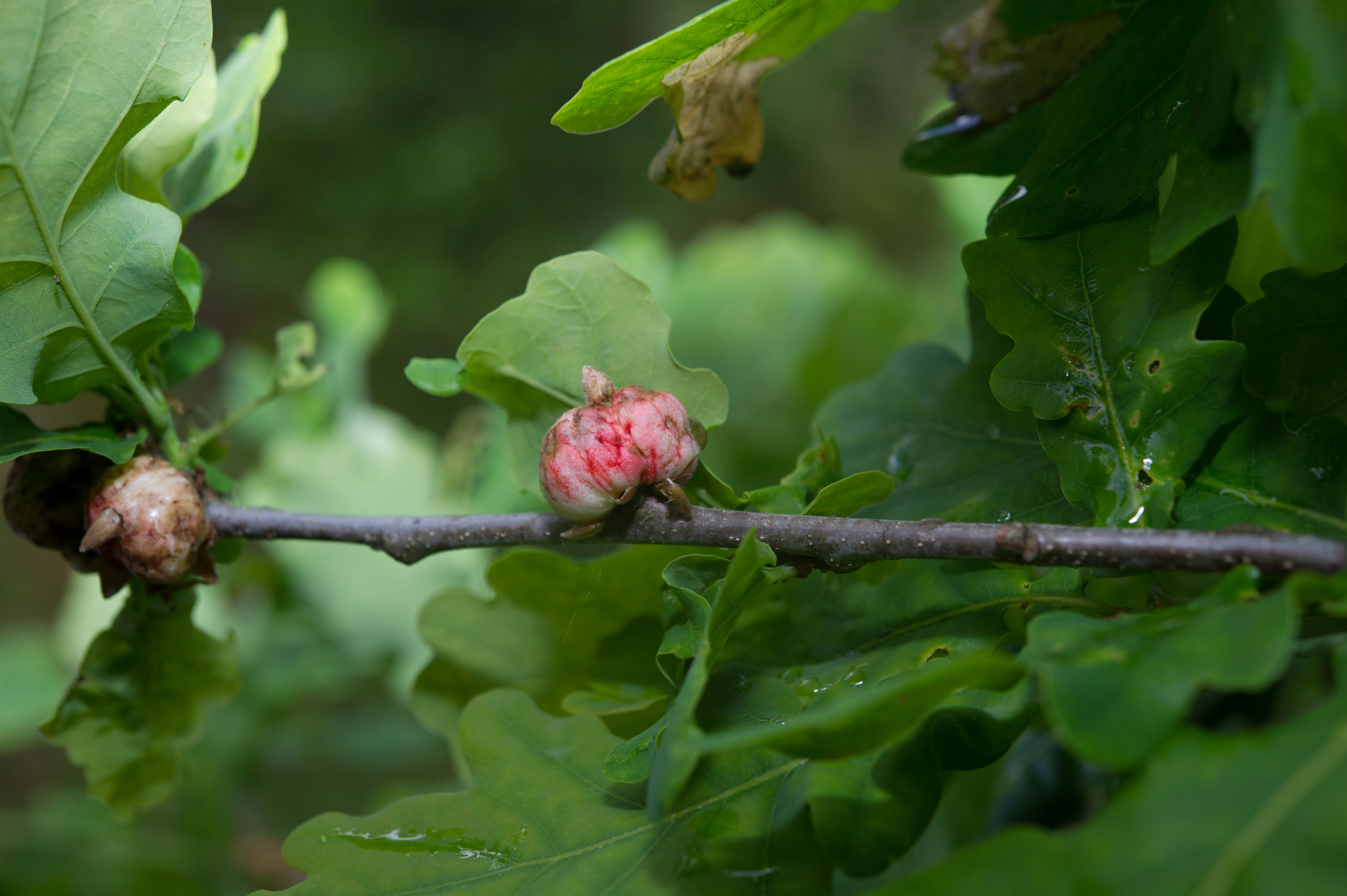 Stilkvepser: Biorhiza pallida.