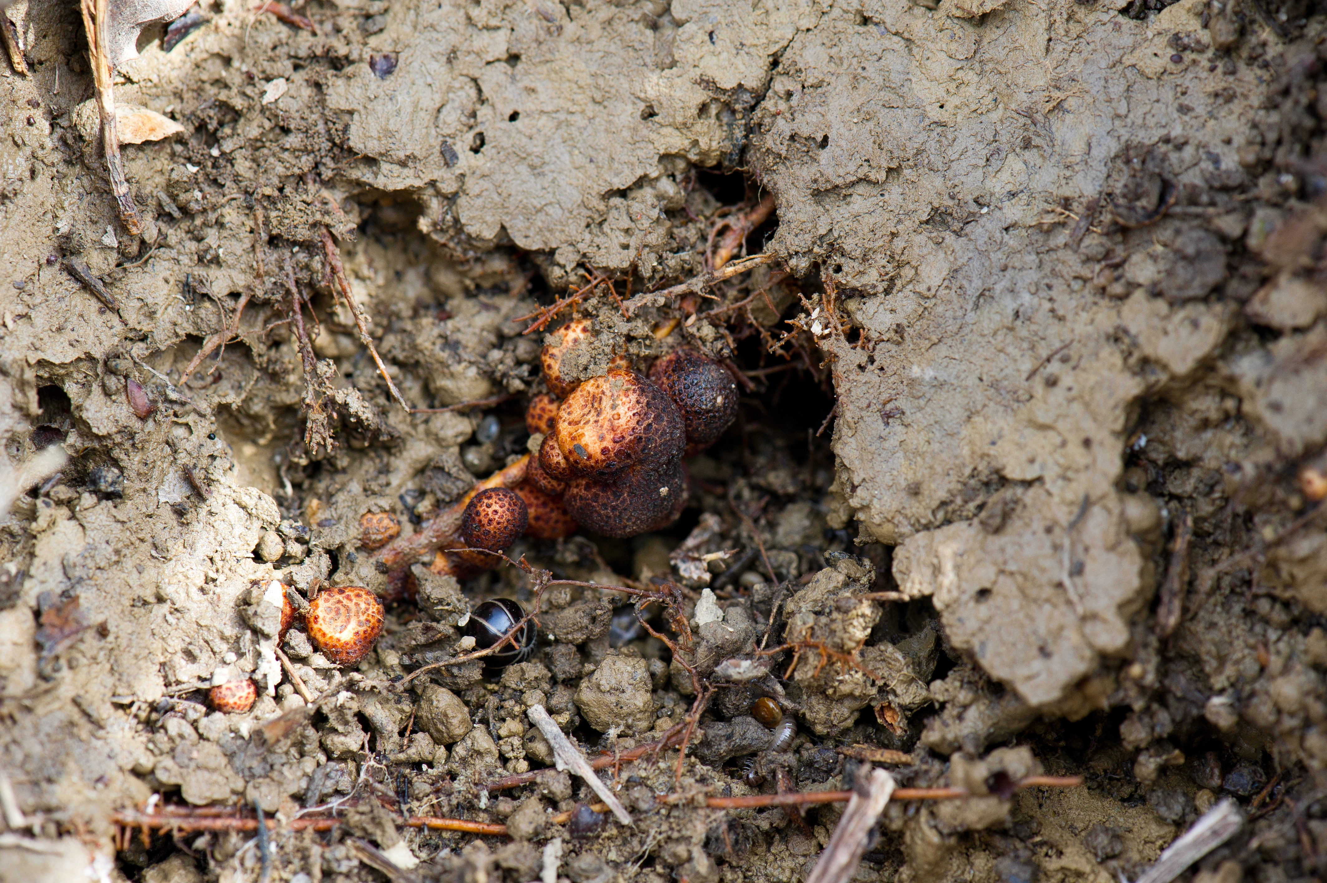 Vepser: Biorhiza pallida.