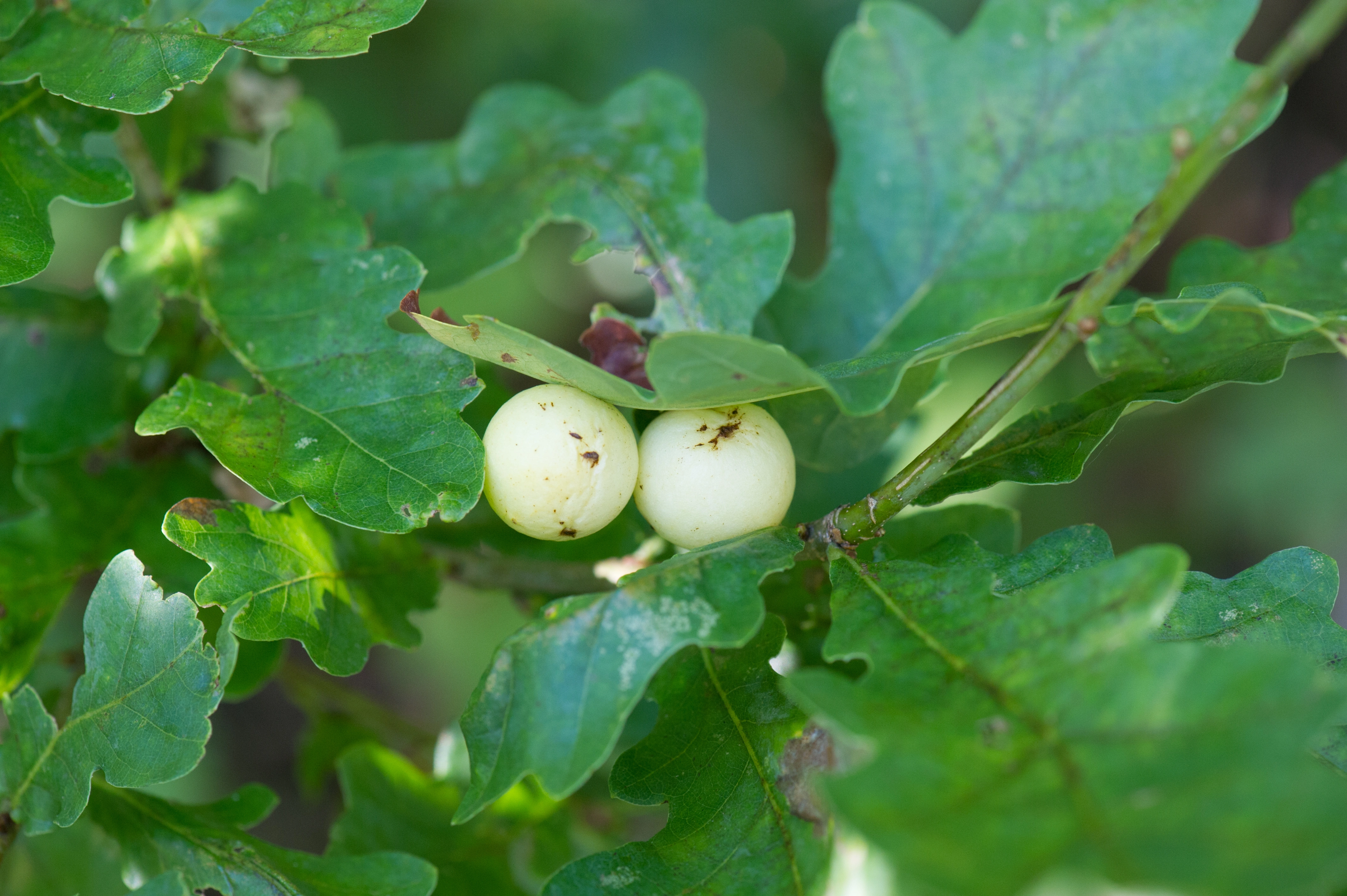 Stilkvepser: Cynips quercusfolii.