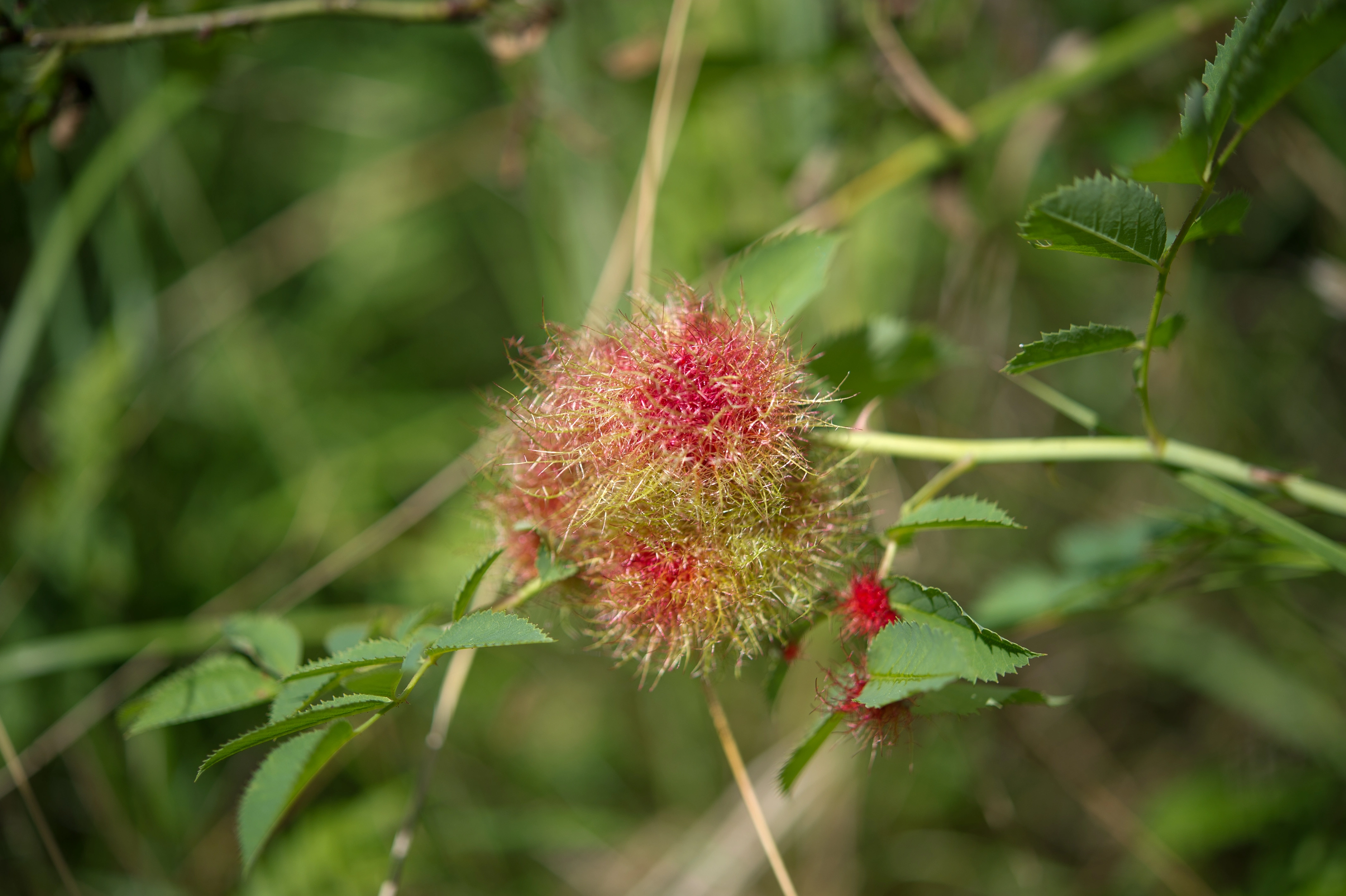 Stilkvepser: Diplolepis rosae.