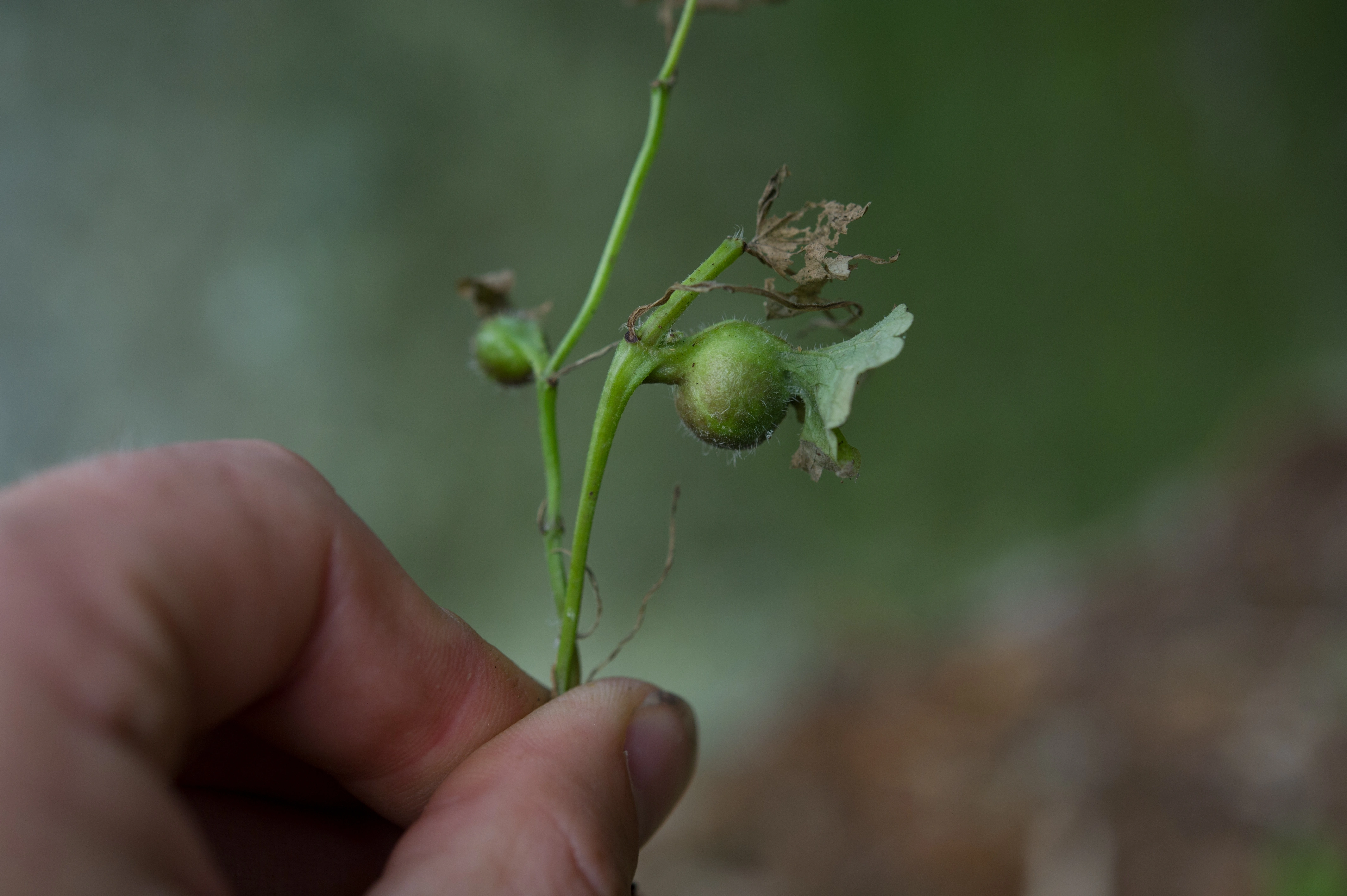 Stilkvepser: Liposthenes glechomae.