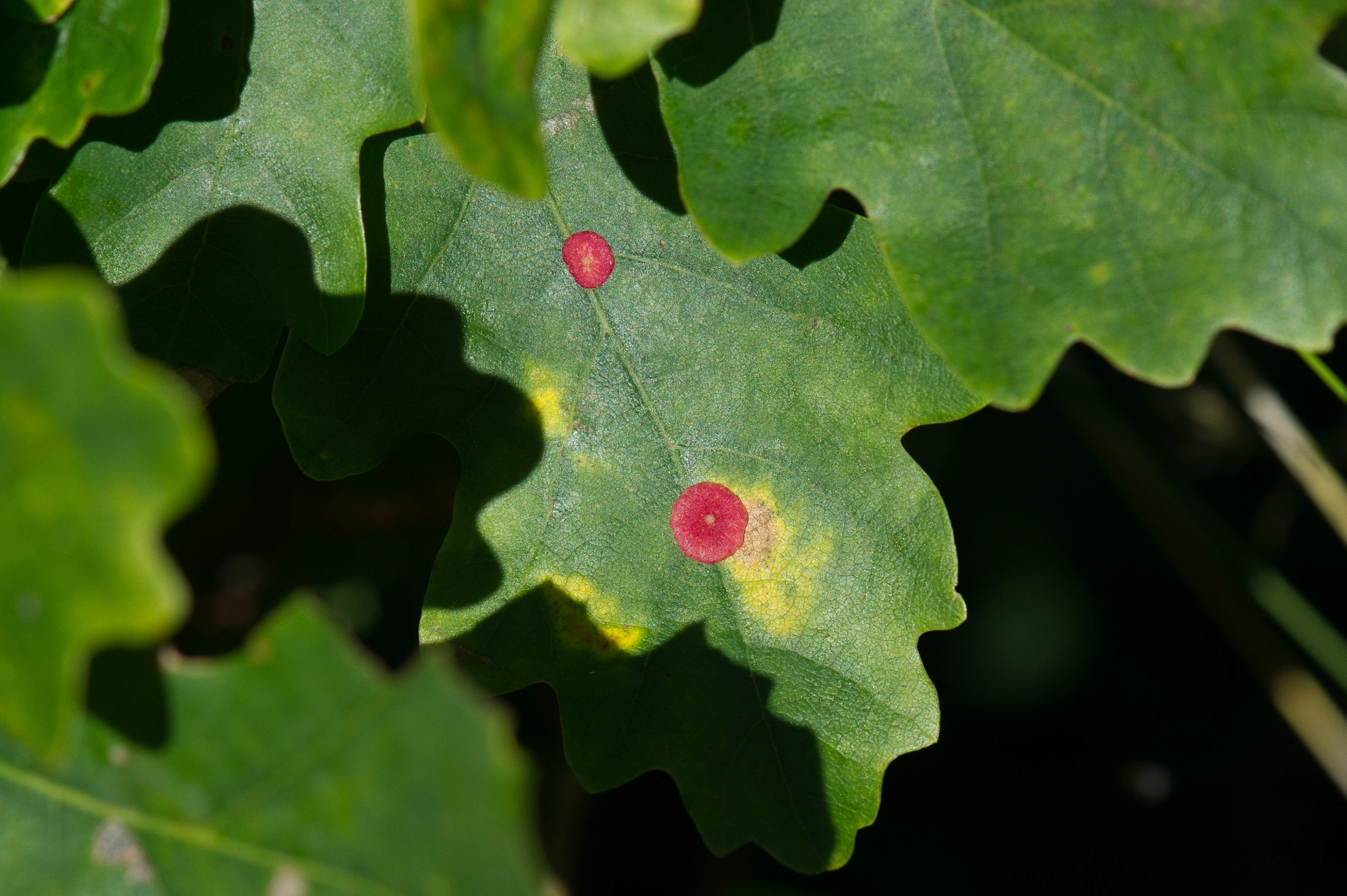 Stilkvepser: Neuroterus albipes.