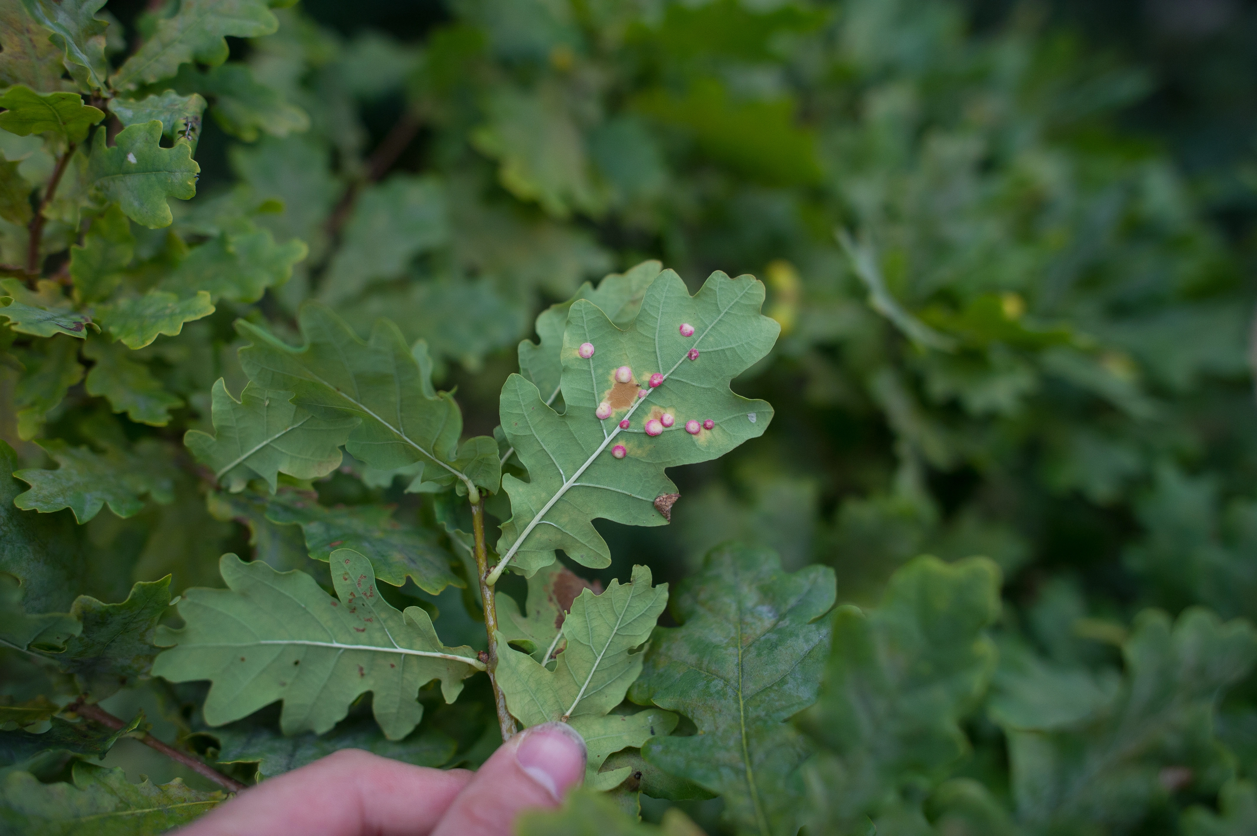 Stilkvepser: Neuroterus albipes.