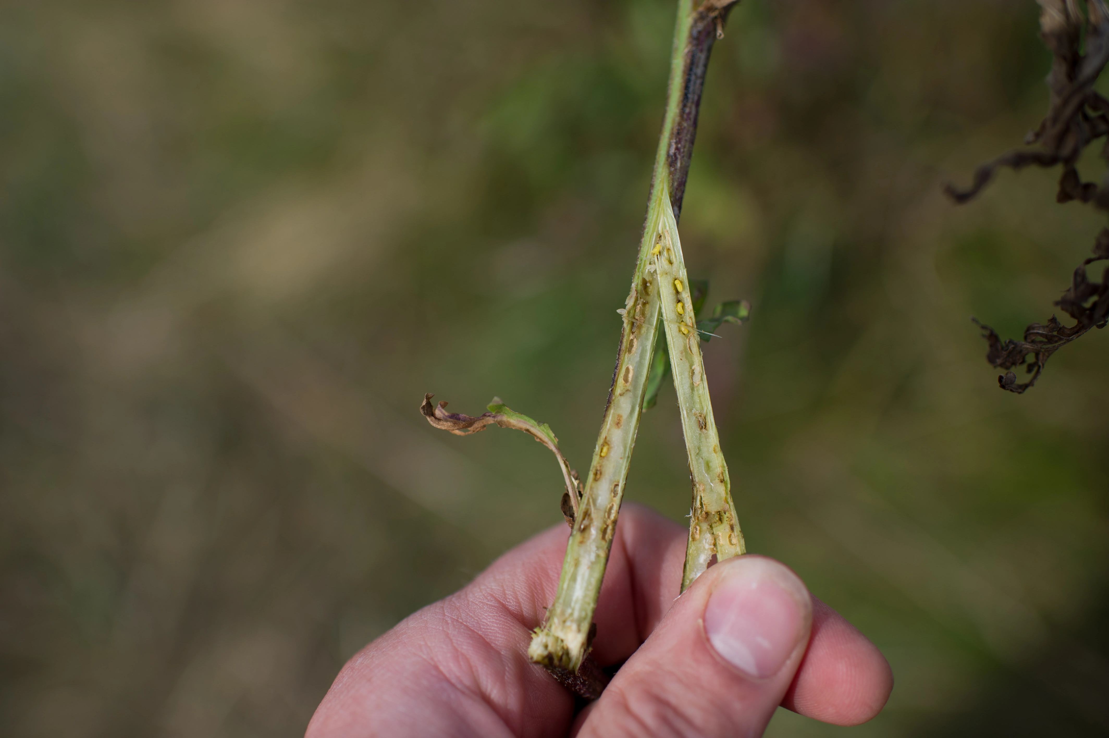 Stilkvepser: Phanacis centaureae.