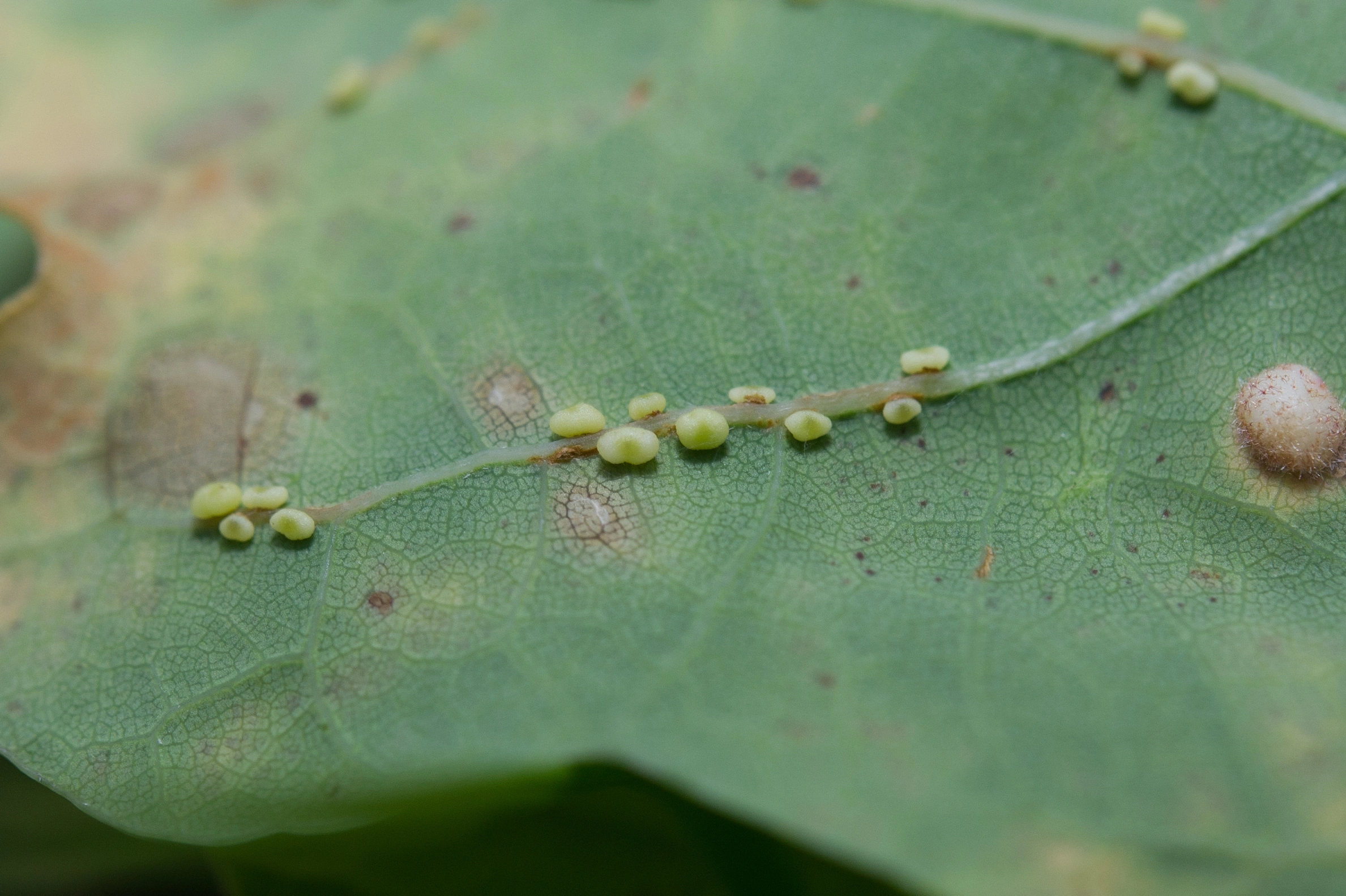 Stilkvepser: Trigonaspis megaptera.