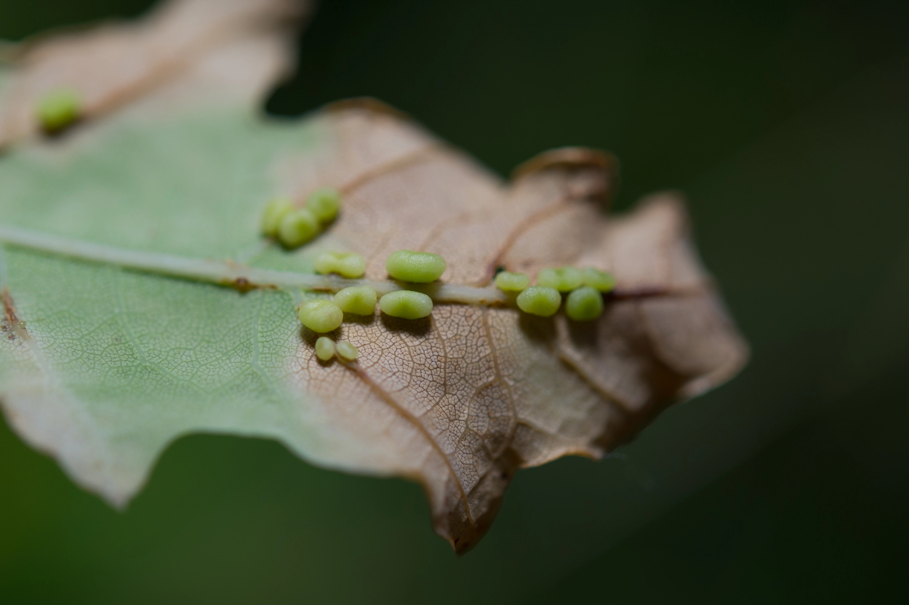 Stilkvepser: Trigonaspis megaptera.