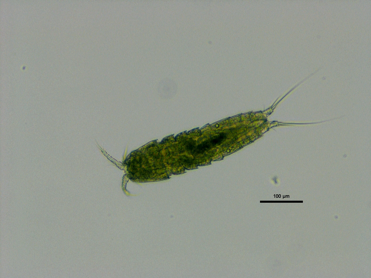 Hoppekreps: Epactophanes muscicolus.