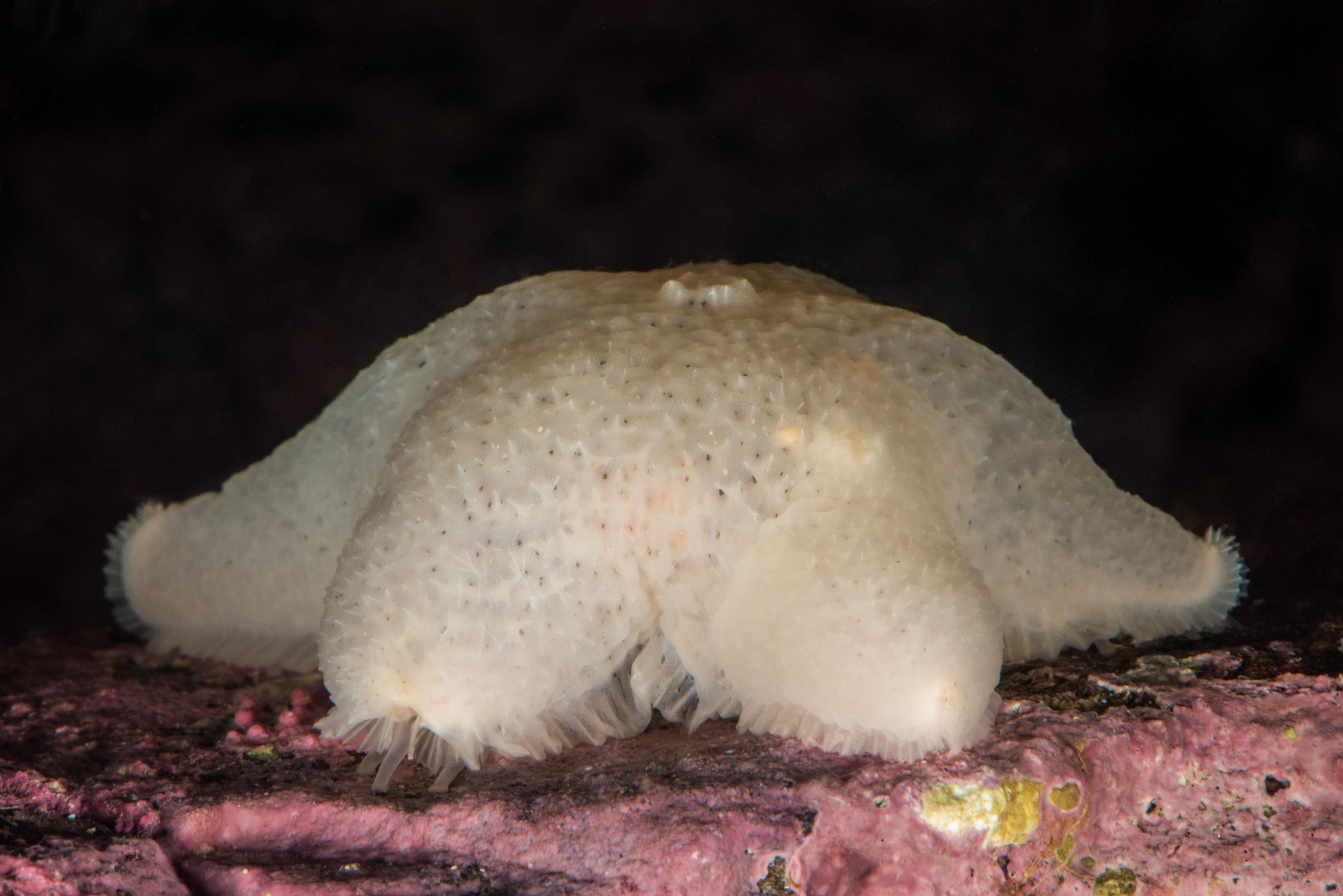 Pigghuder: Pteraster militaris.