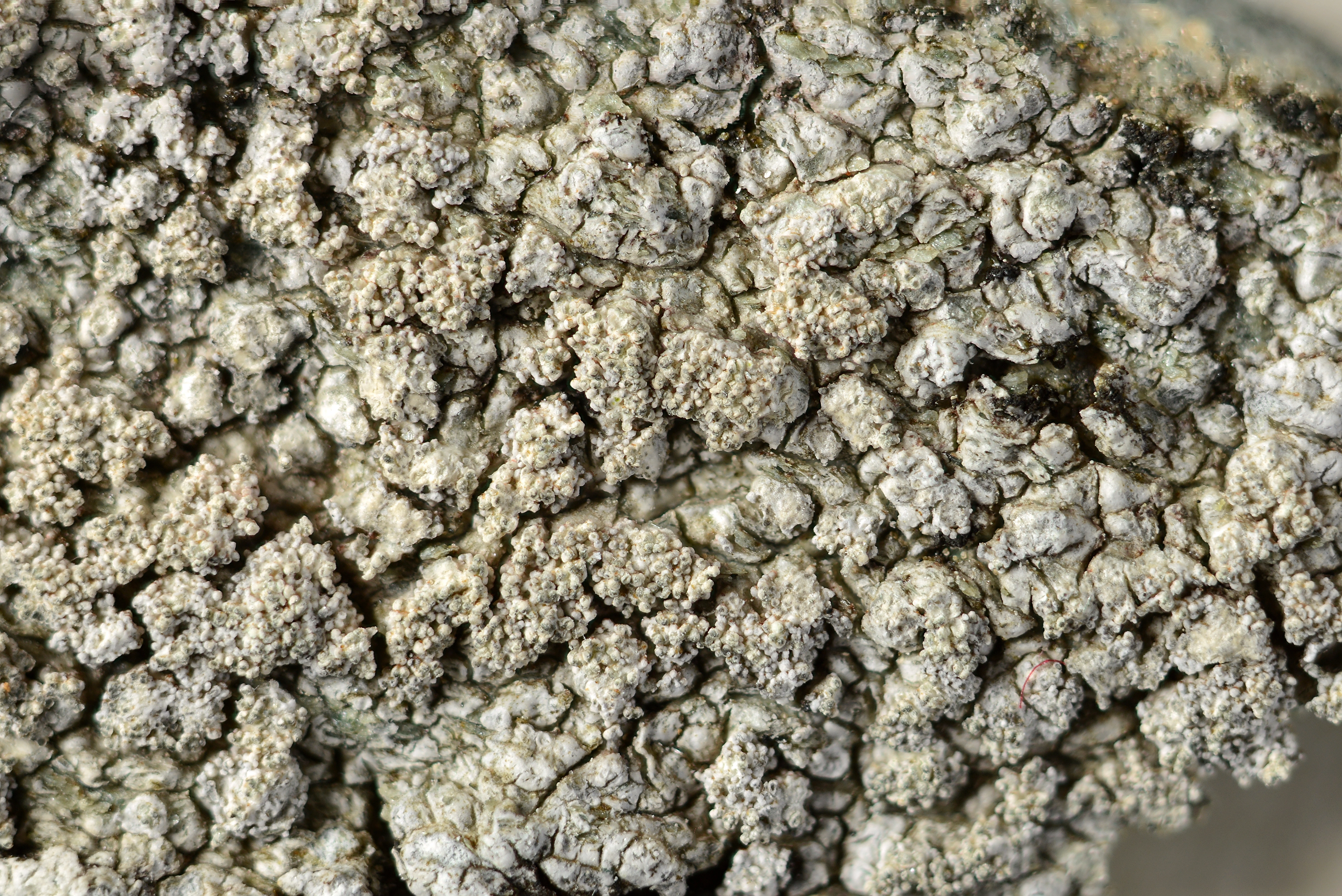 Vortelavordenen: Pertusaria pseudocorallina.