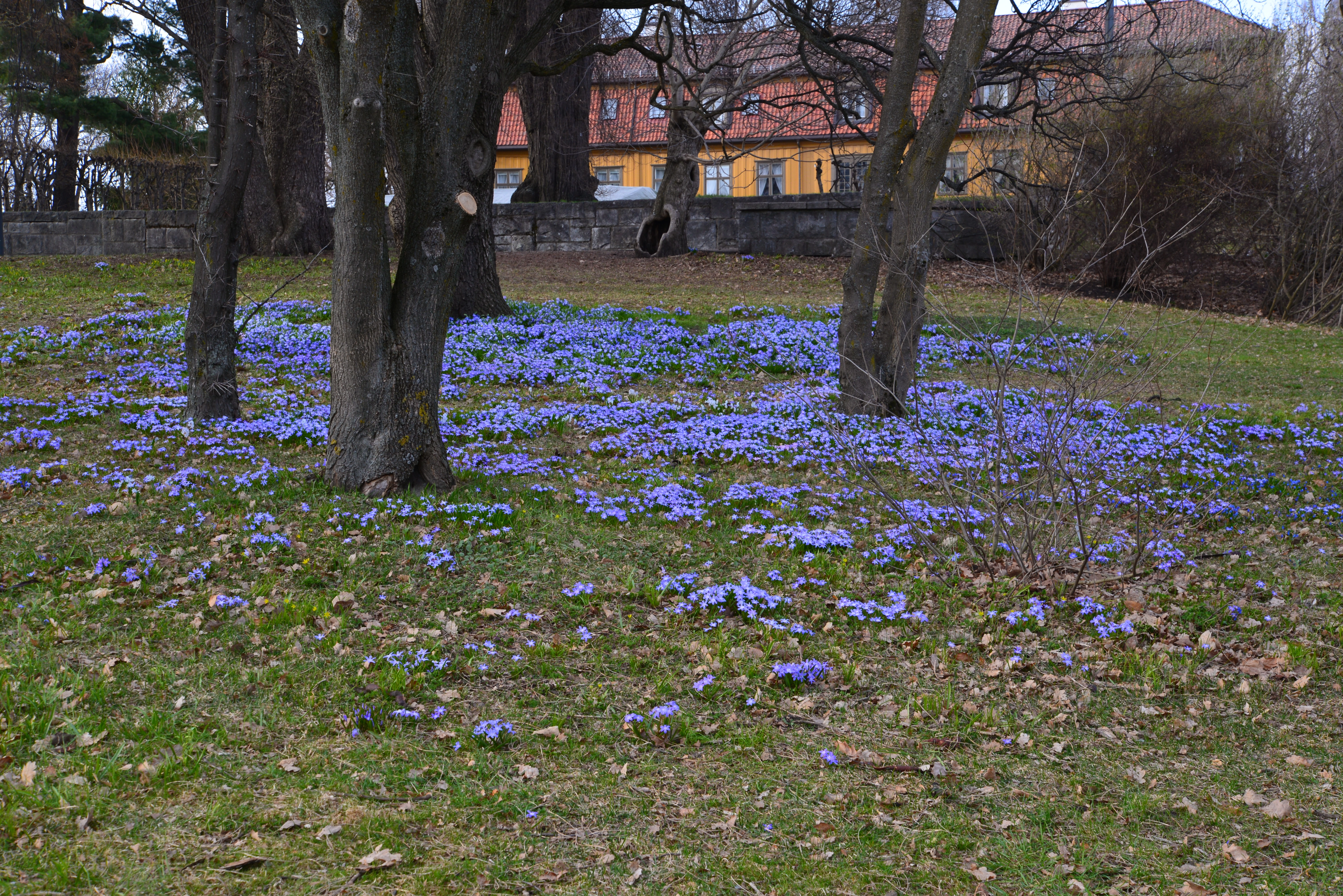 Snøstjerneslekta.