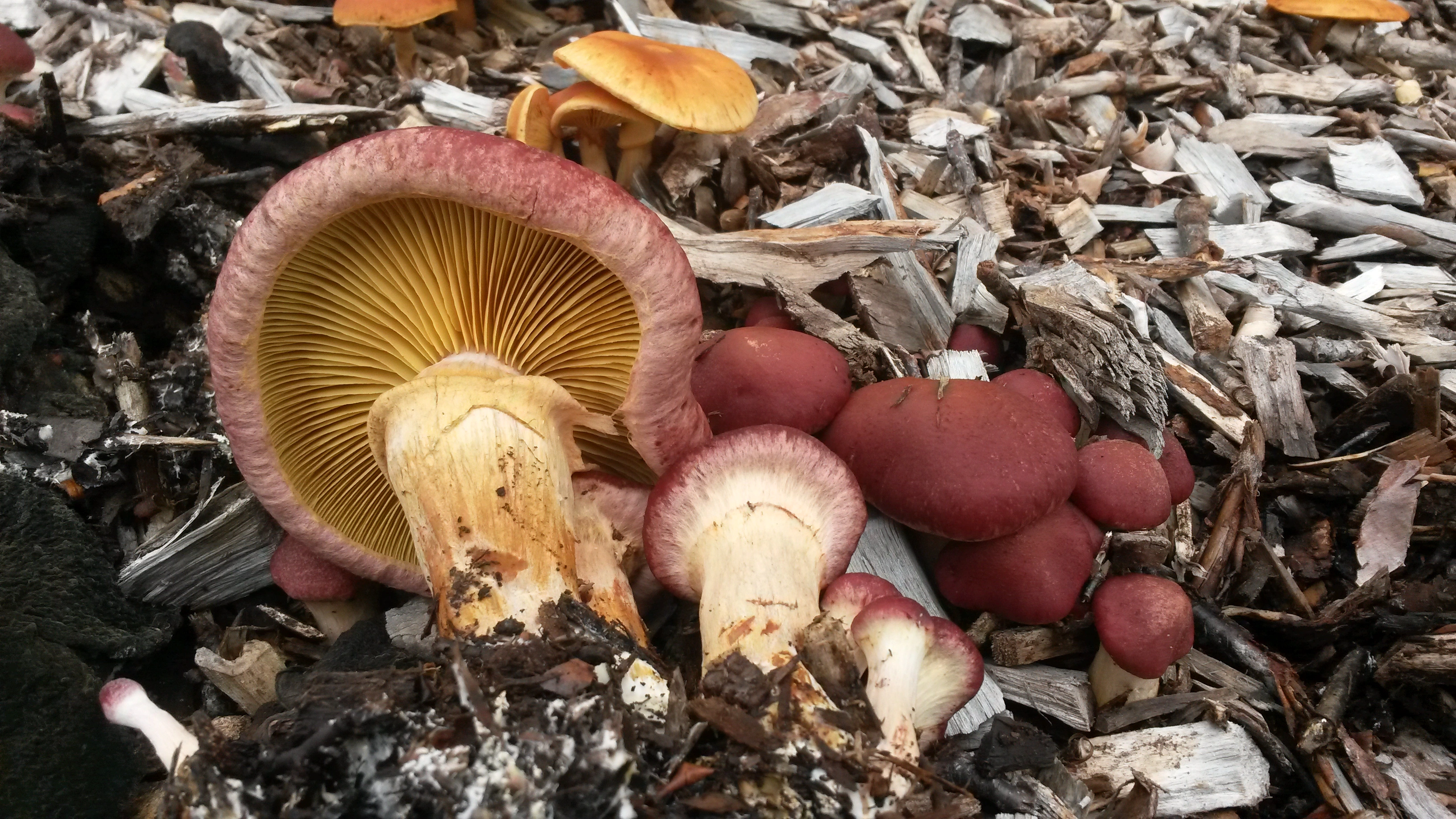 Stilksporesopper: Gymnopilus luteofolius.