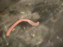 Sekstallkoraller: Edwardsiella lineata.
