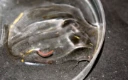 Sekstallkoraller: Edwardsiella lineata.