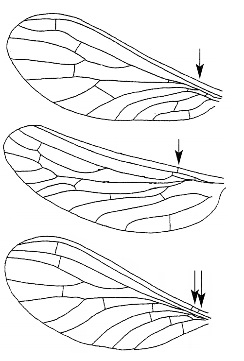 Voksvinger.