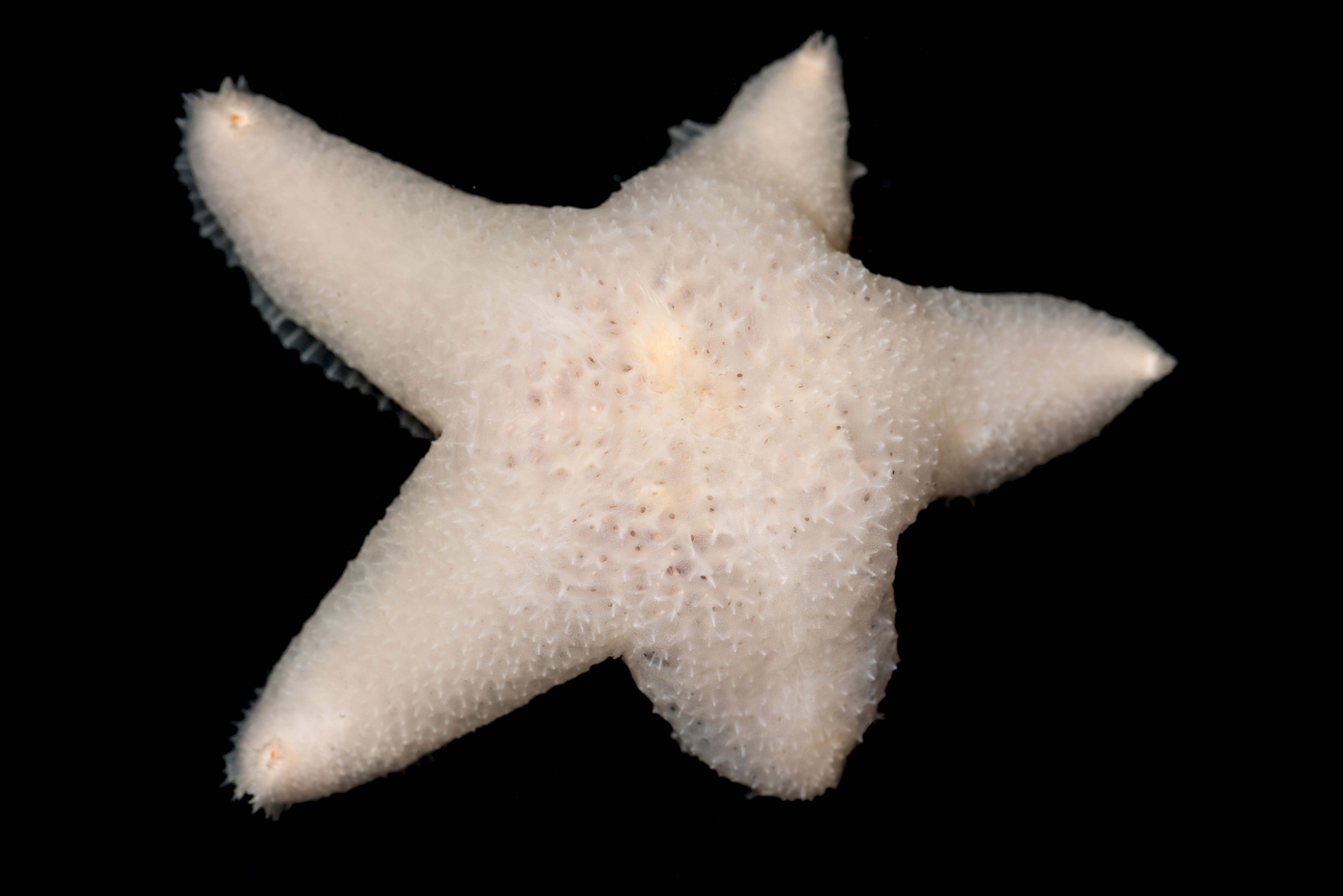 Pigghuder: Pteraster militaris.