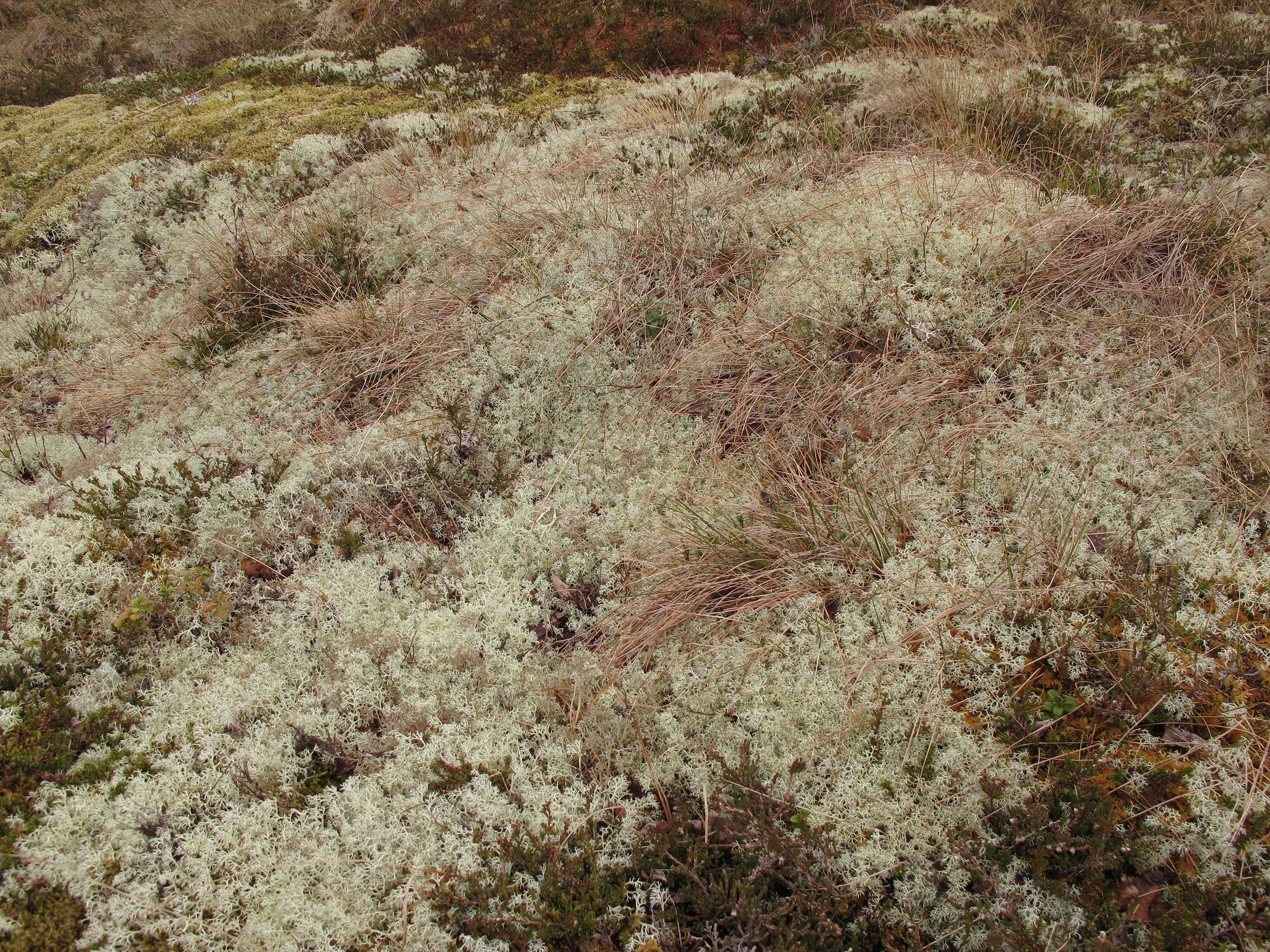 Begerlavslekta.