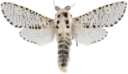 Greindreper.