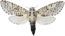 Greindreper.