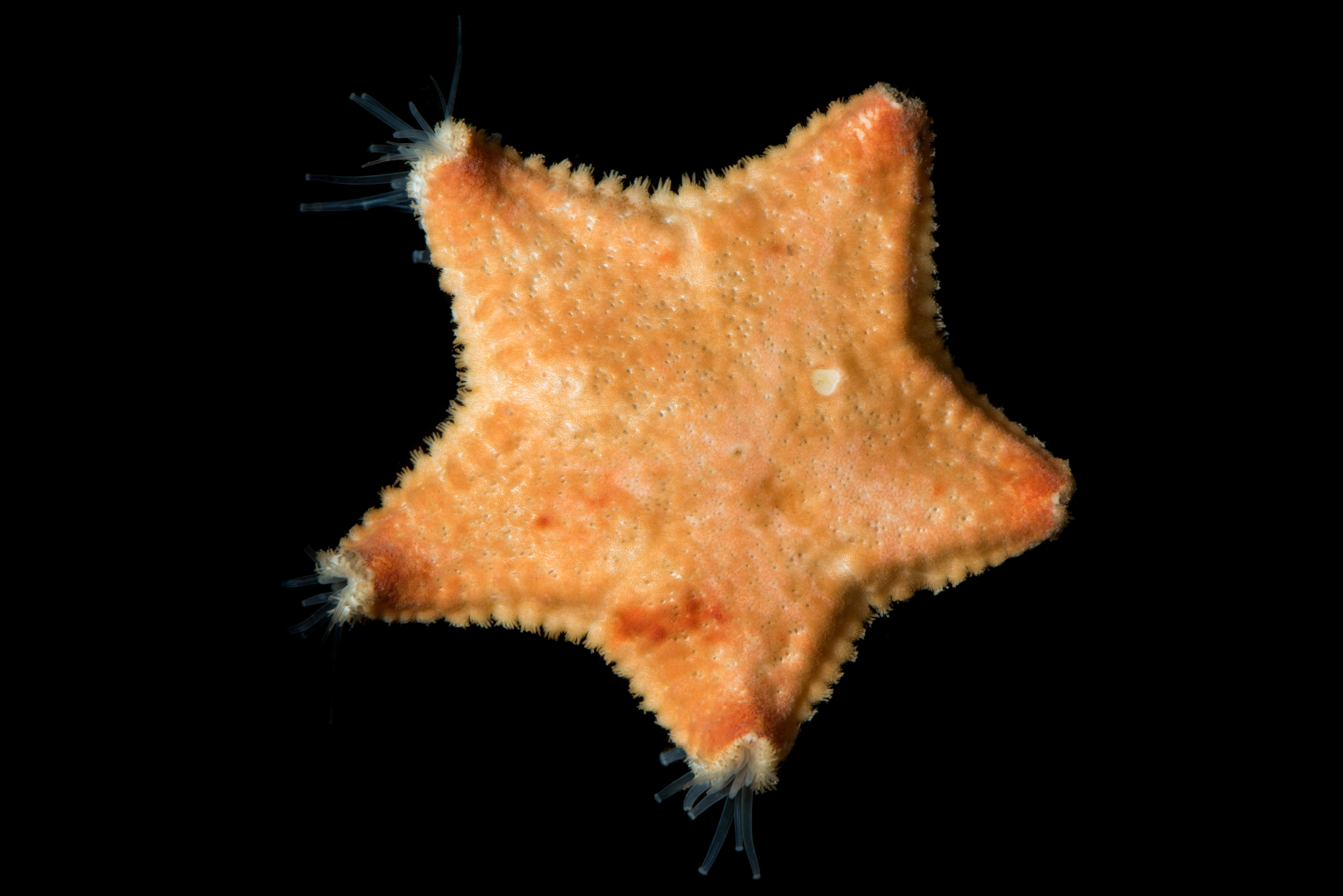 Pigghuder: Poraniomorpha hispida.