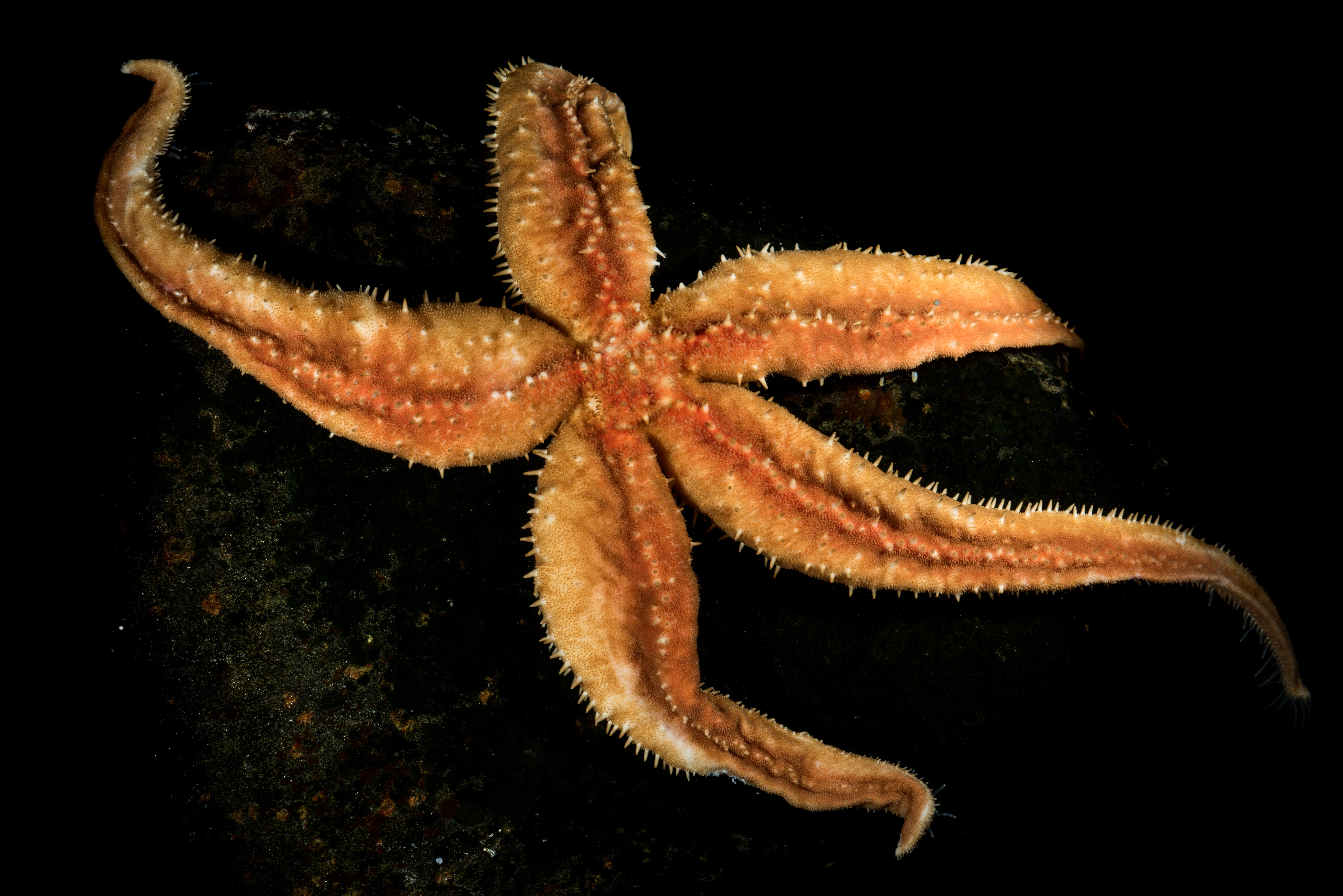 Pigghuder: Icasterias panopla.