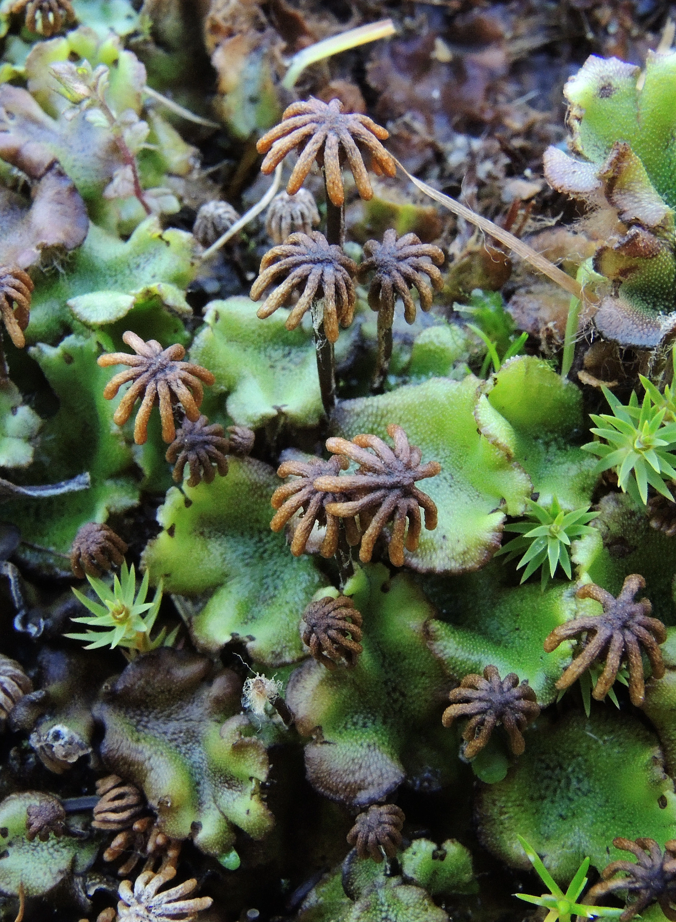 : Marchantia polymorpha.