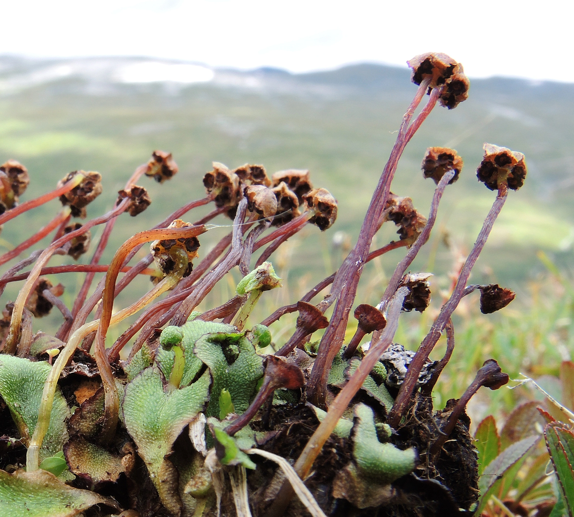 : Marchantia quadrata.