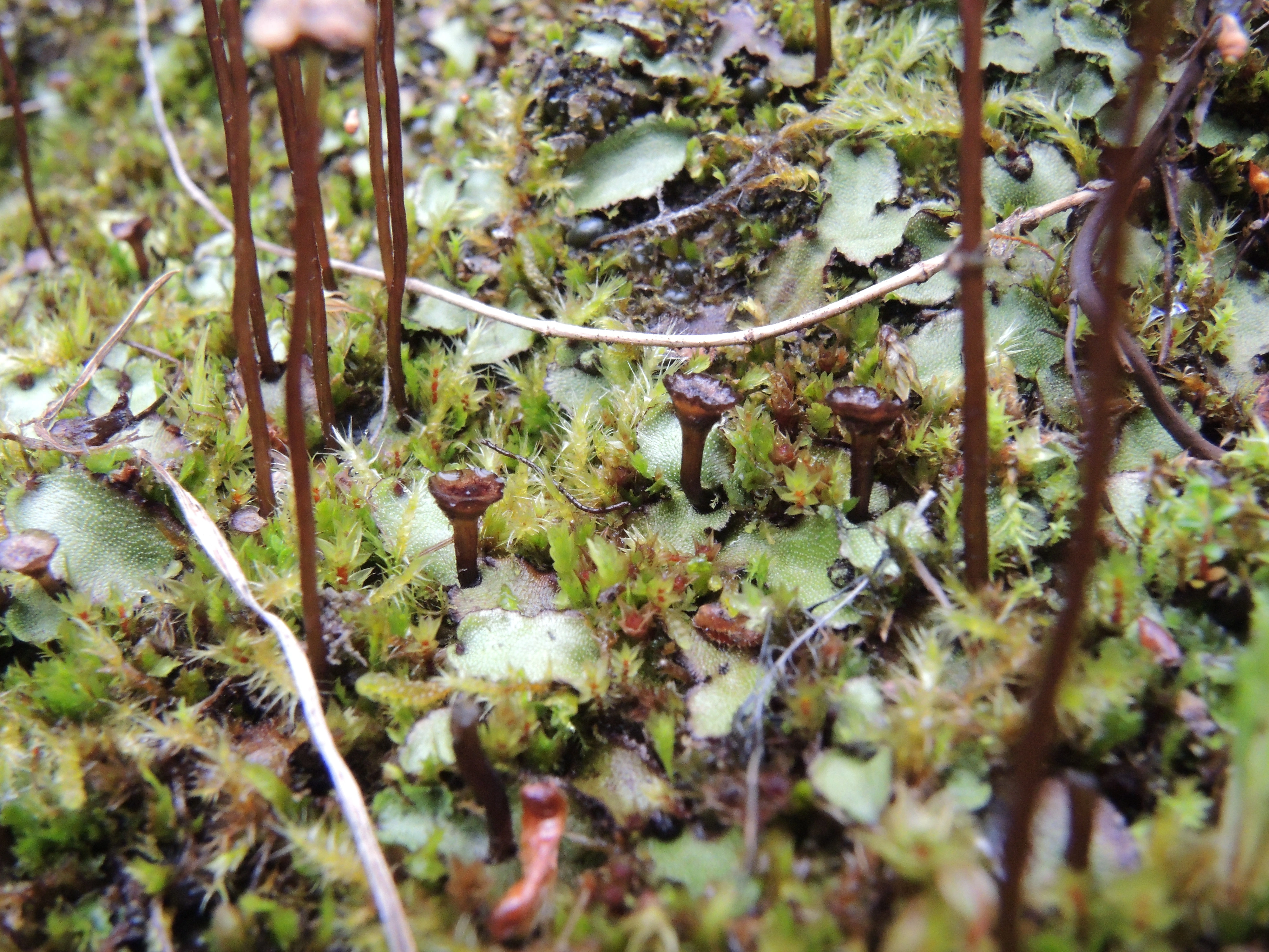 : Marchantia quadrata.