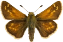 Kommasmyger.