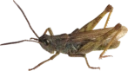 Markgresshopper: Chorthippus apricarius.