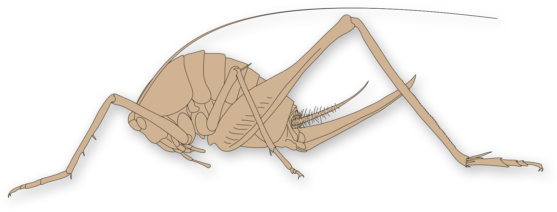 Rettvinger: Rhaphidophoroidea.