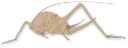 Løvgresshopper og sirisser: Rhaphidophoroidea.