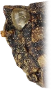 Torngresshopper: Tetrix fuliginosa.