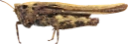 Torngresshopper: Tetrix fuliginosa.