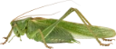 Grønn løvgresshoppe.