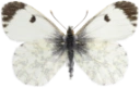 Aurorasommerfugl.