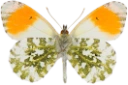 Aurorasommerfugl.