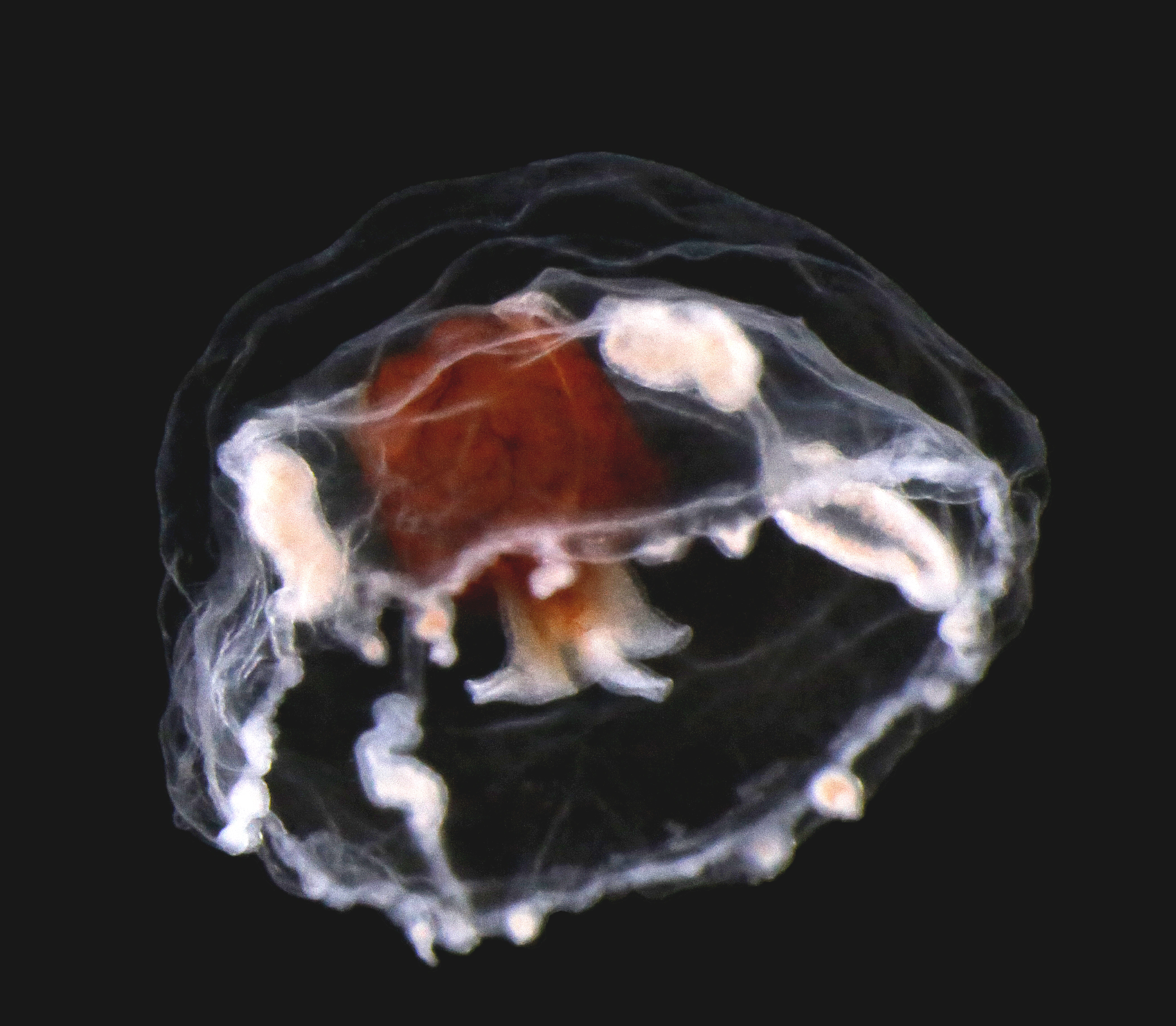 Hydrozoer: Earleria quadrata.