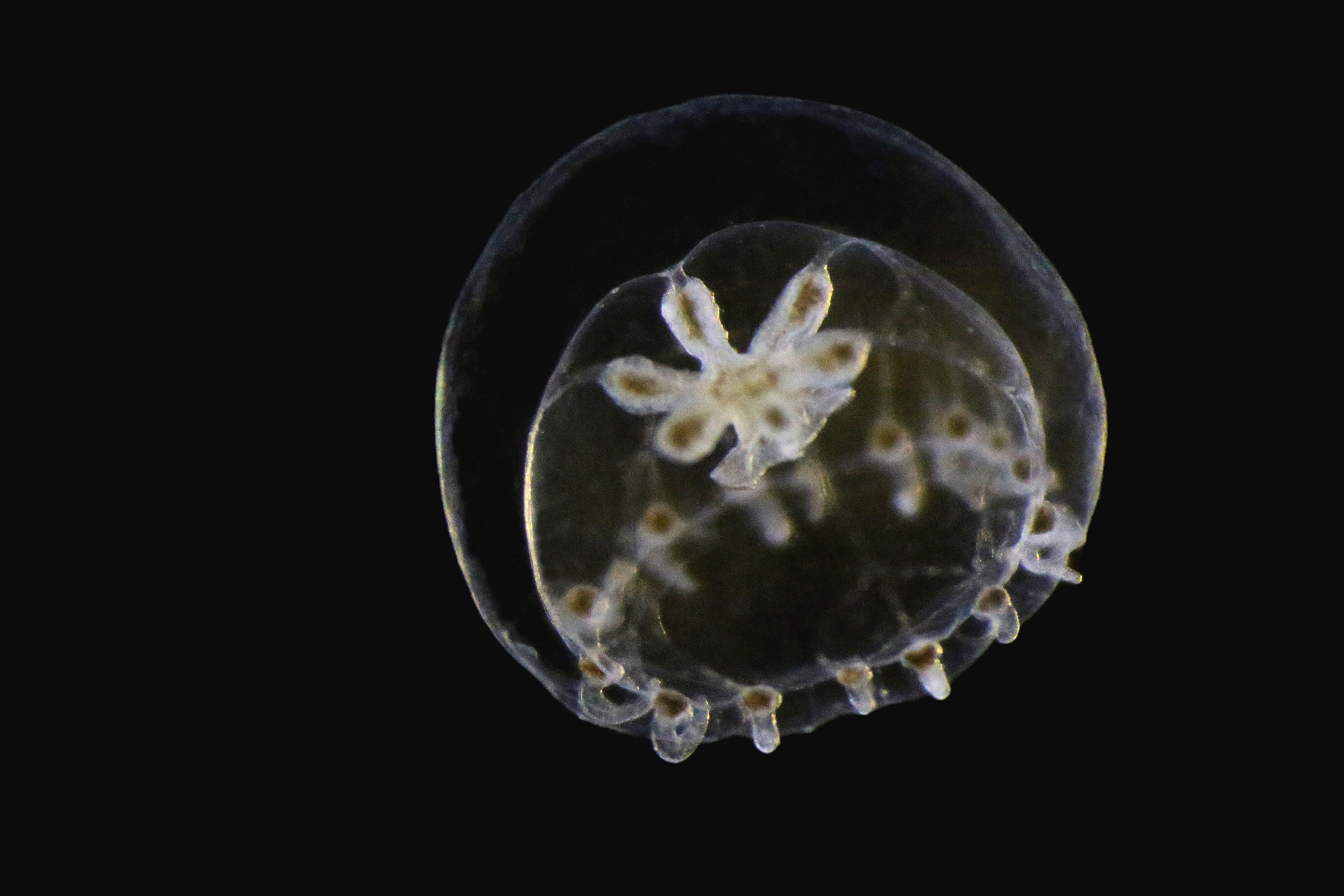 Hydrozoer: Proboscidactyla stellata.