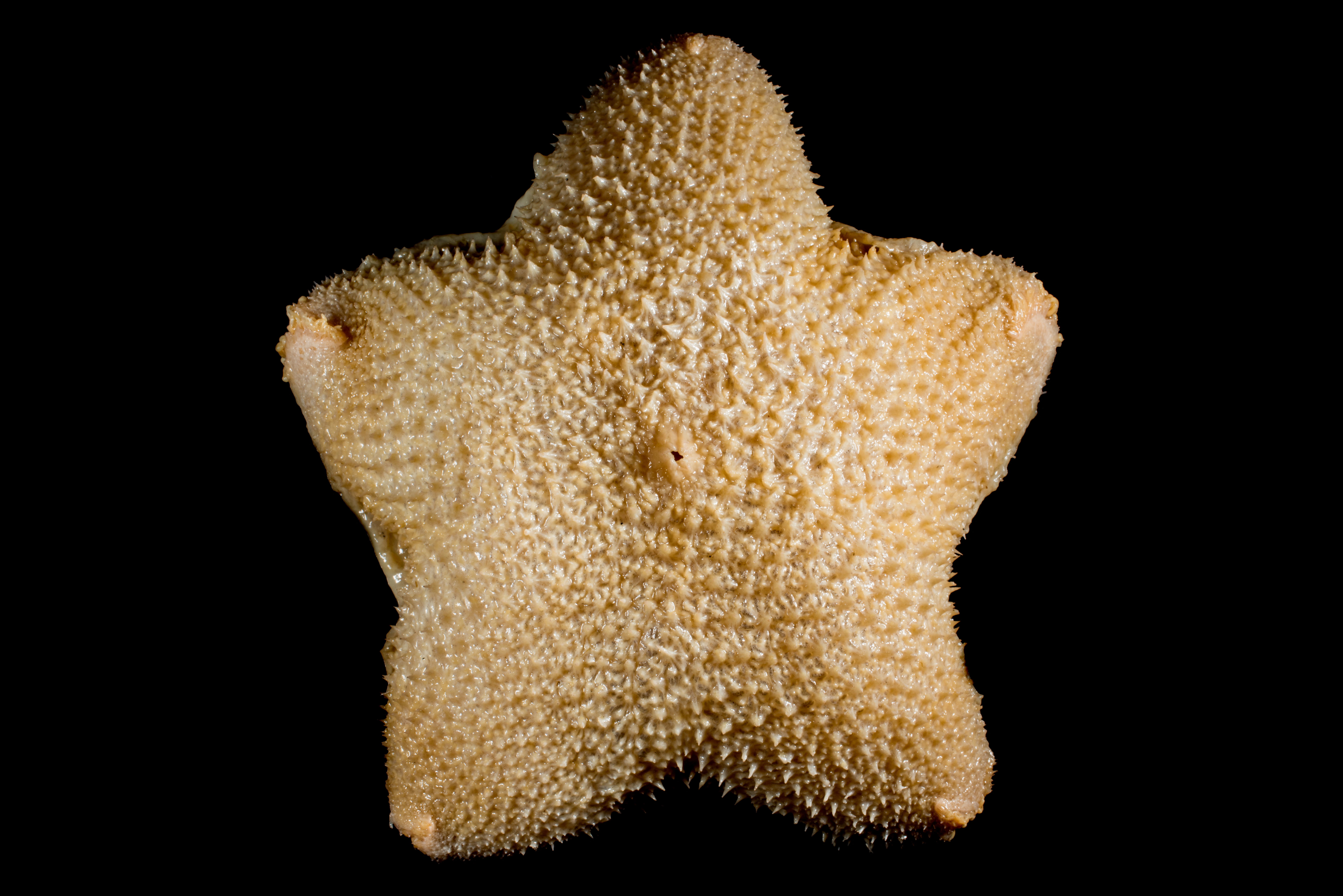 Pigghuder: Diplopteraster multipes.