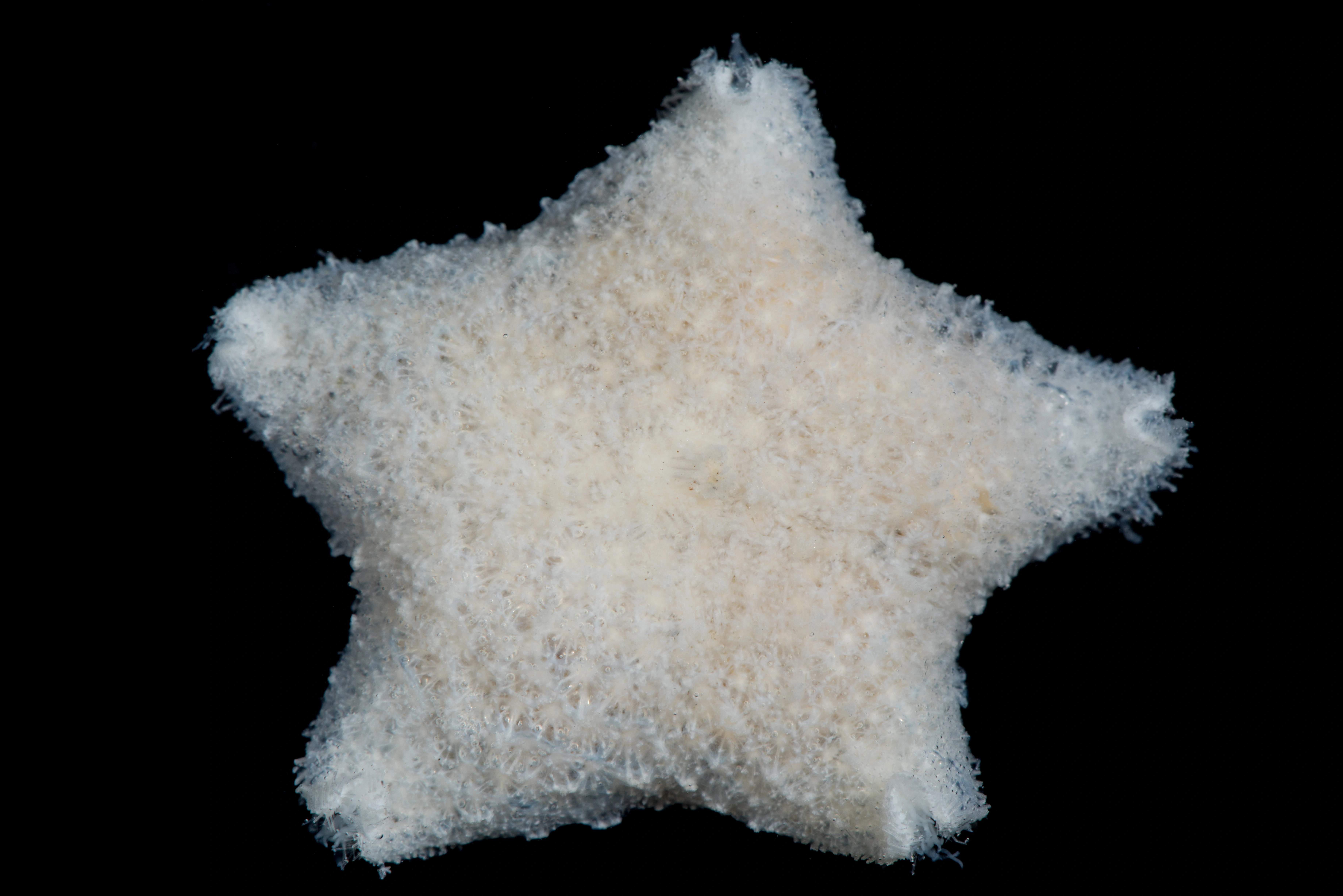 Pigghuder: Pteraster pulvillus.