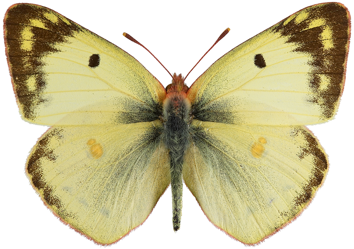 Sommerfugler: Colias hyale.