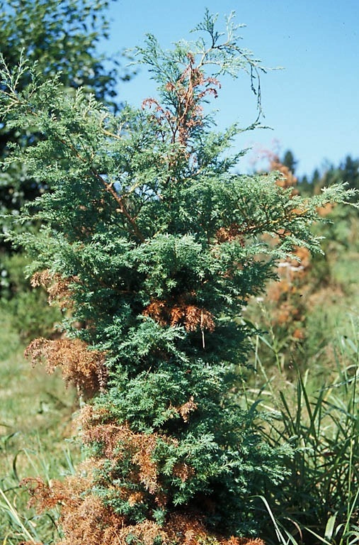 Taggvorteordenen: Phomopsis juniperivora.