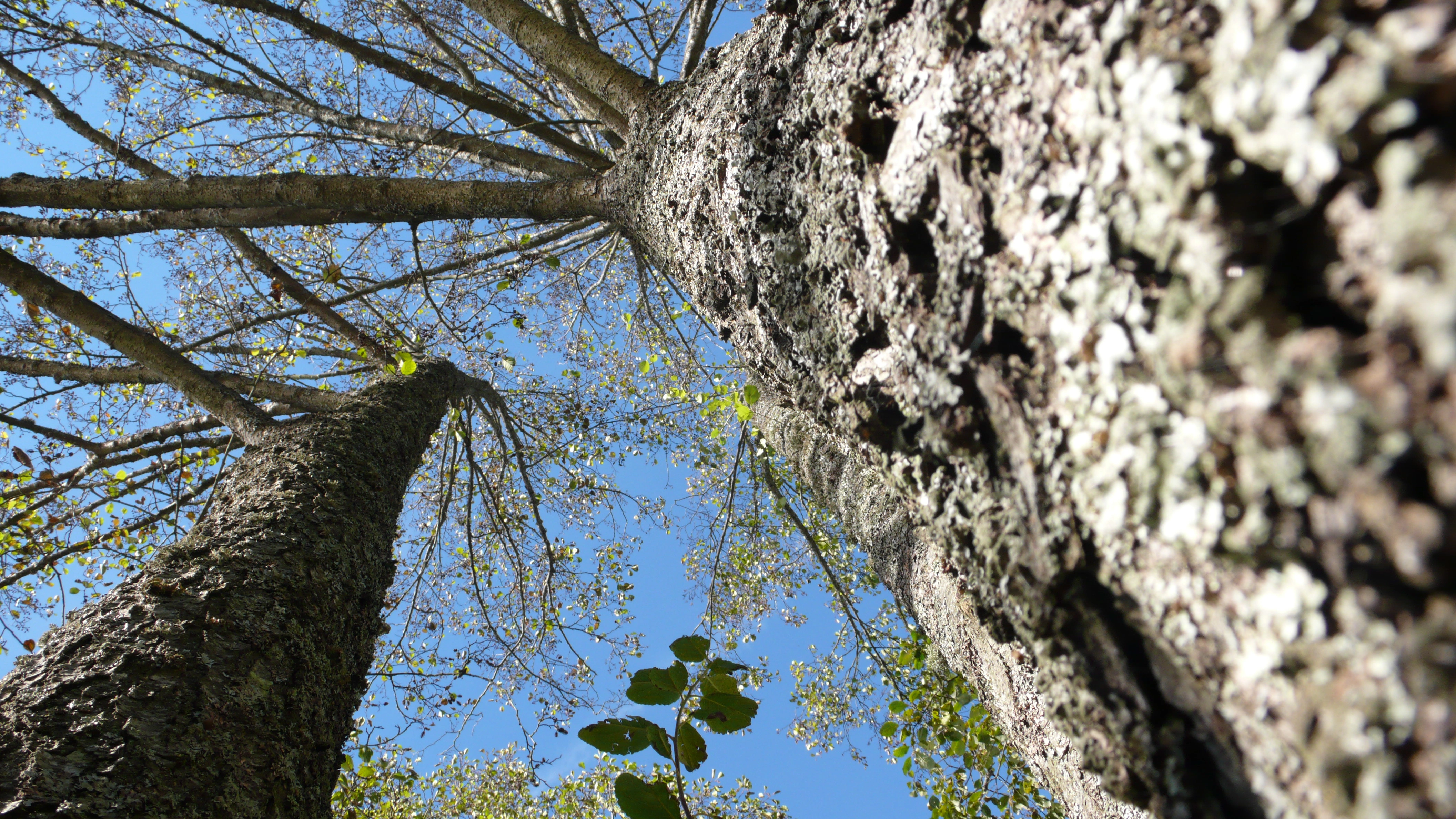 Eggsporesopper: Phytophthora alni. Svartor.