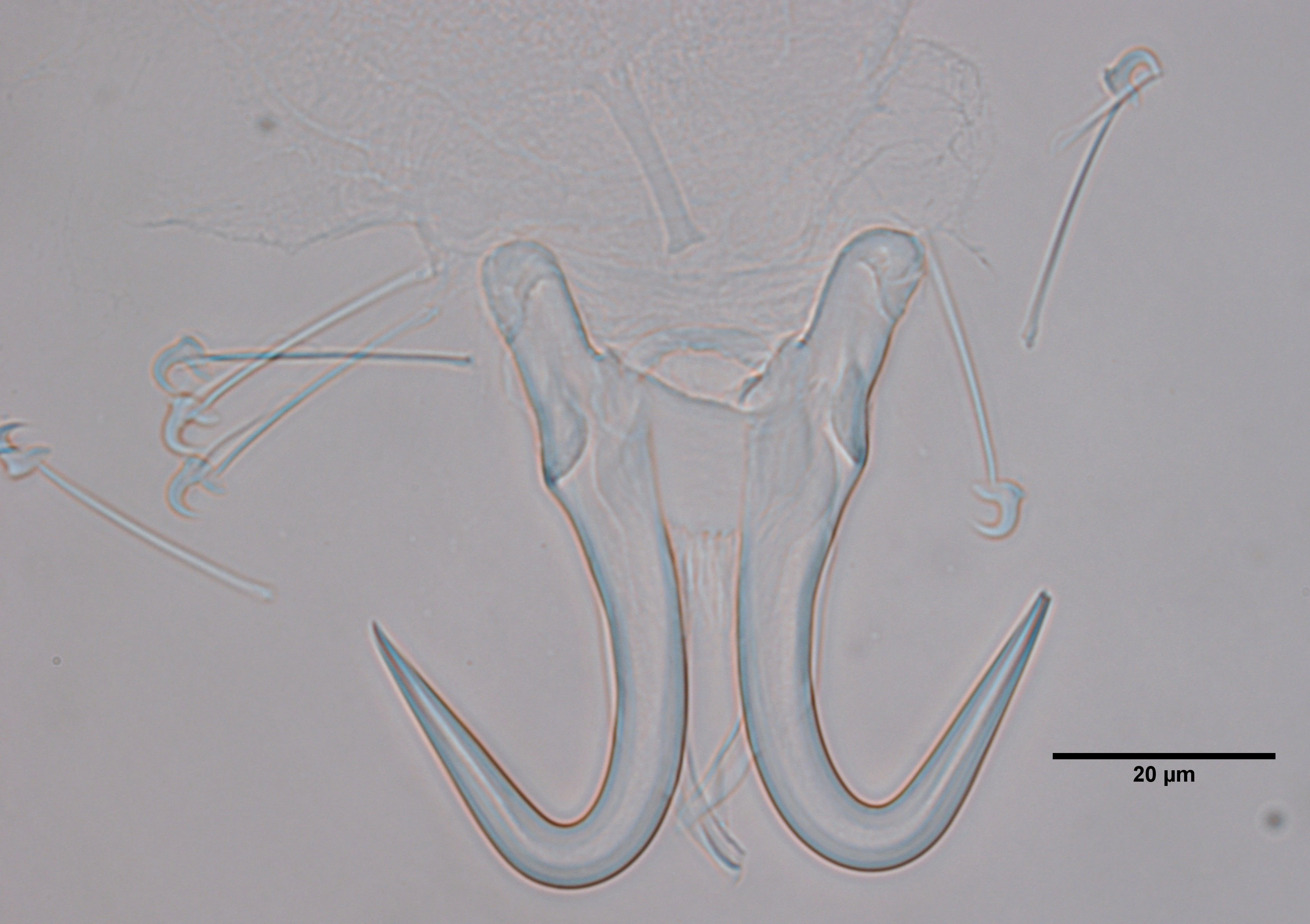 Flatormer: Gyrodactylus flesi.