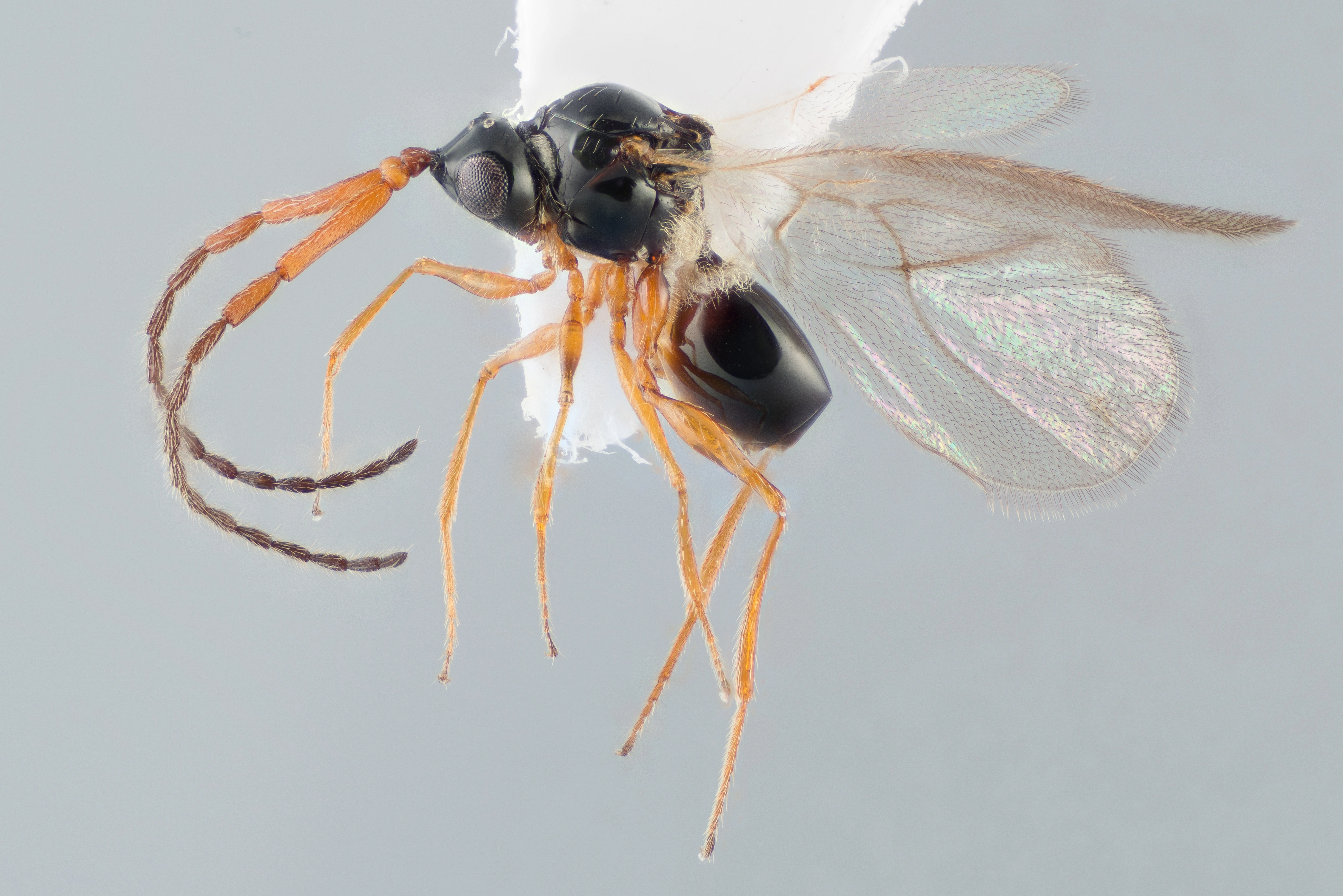 Vepser: Glauraspidia microptera.