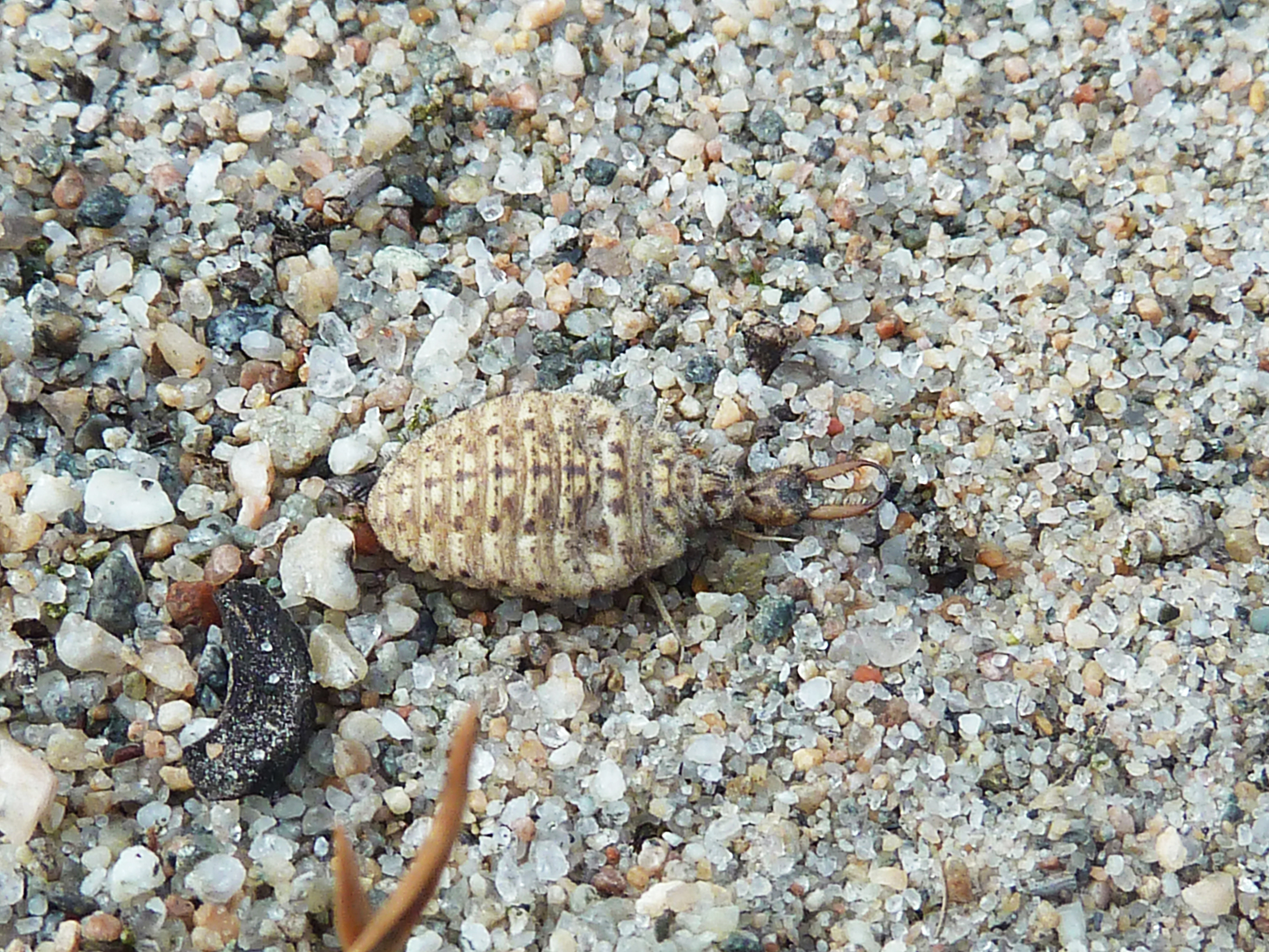 Strandmaurløve.